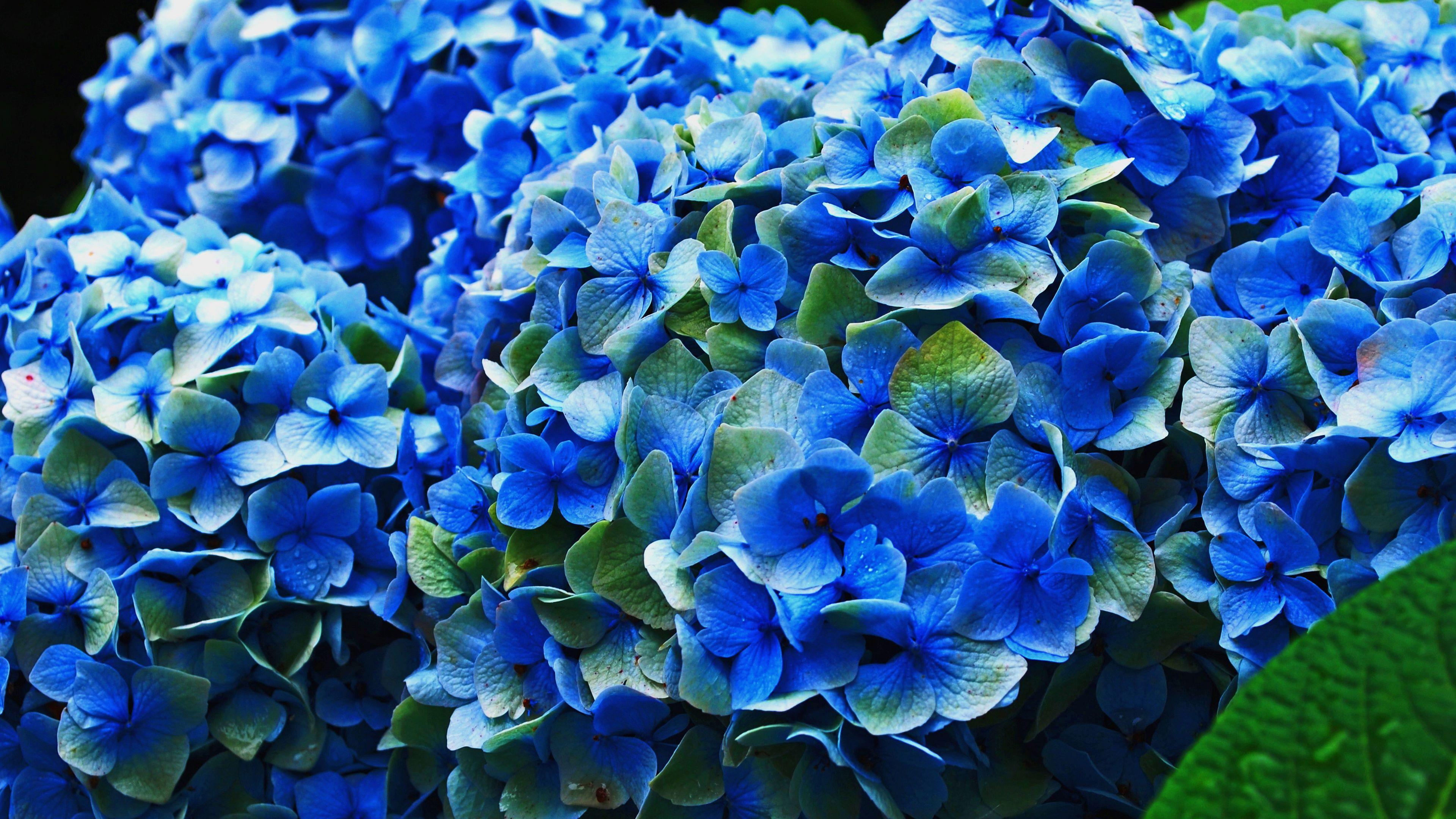 Hydrangea Wallpapers Top Free Hydrangea Backgrounds WallpaperAccess