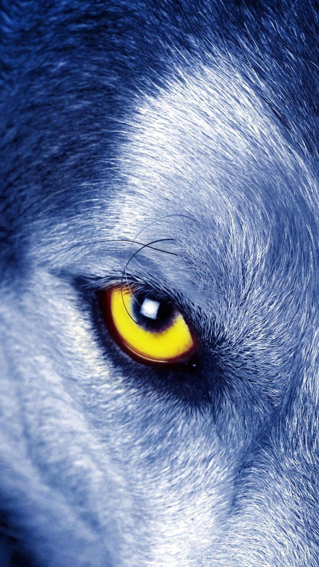 Blue Wolf Wallpapers Top Free Blue Wolf Backgrounds WallpaperAccess