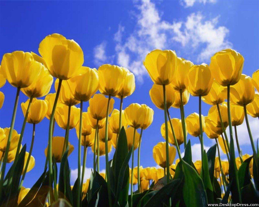 Yellow Tulips Wallpapers Top Free Yellow Tulips Backgrounds WallpaperAccess