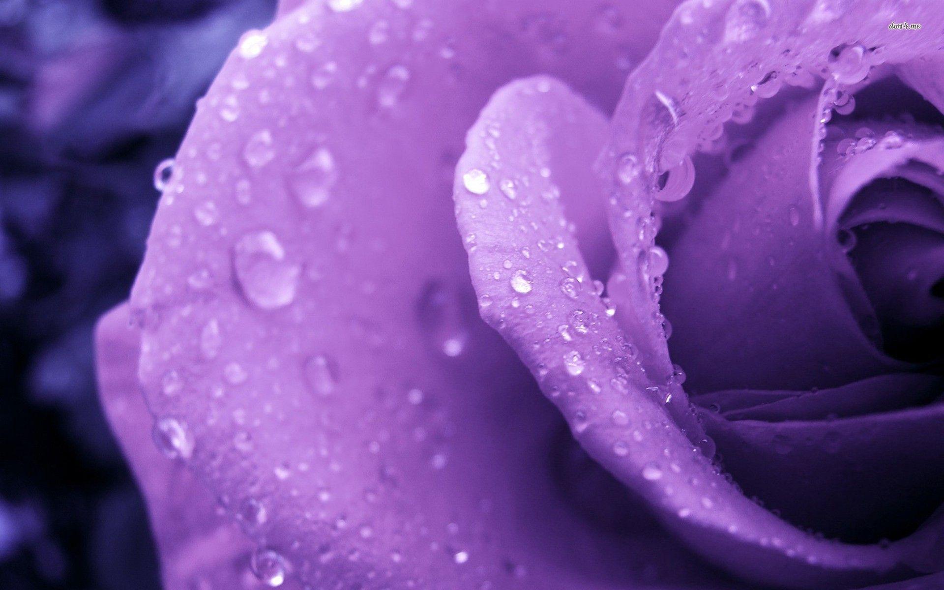 Purple Flower Desktop Wallpapers Top Free Purple Flower Desktop