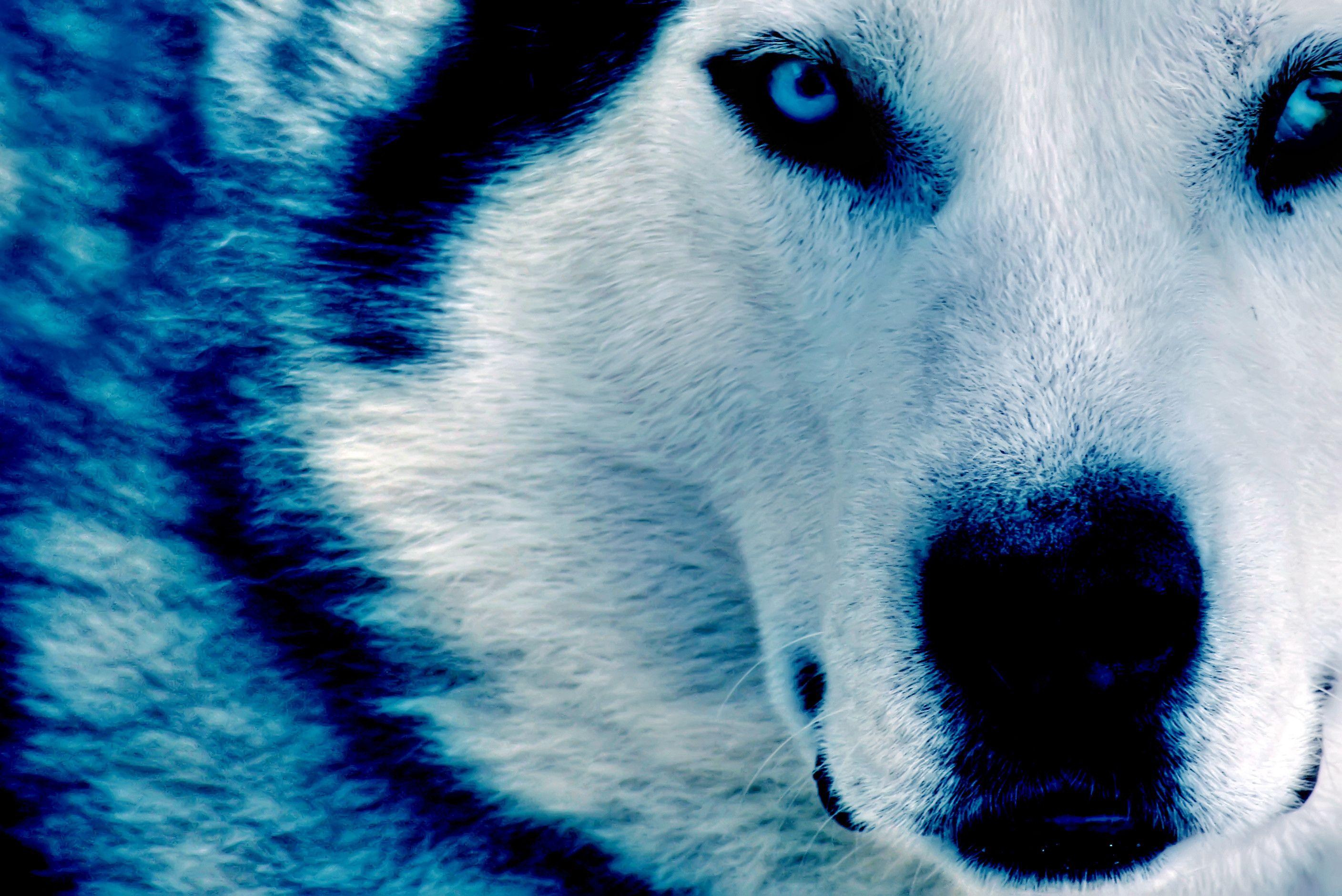 Blue Wolf Wallpapers Top Free Blue Wolf Backgrounds WallpaperAccess