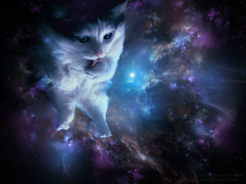 Space Cat Wallpapers Top Free Space Cat Backgrounds WallpaperAccess