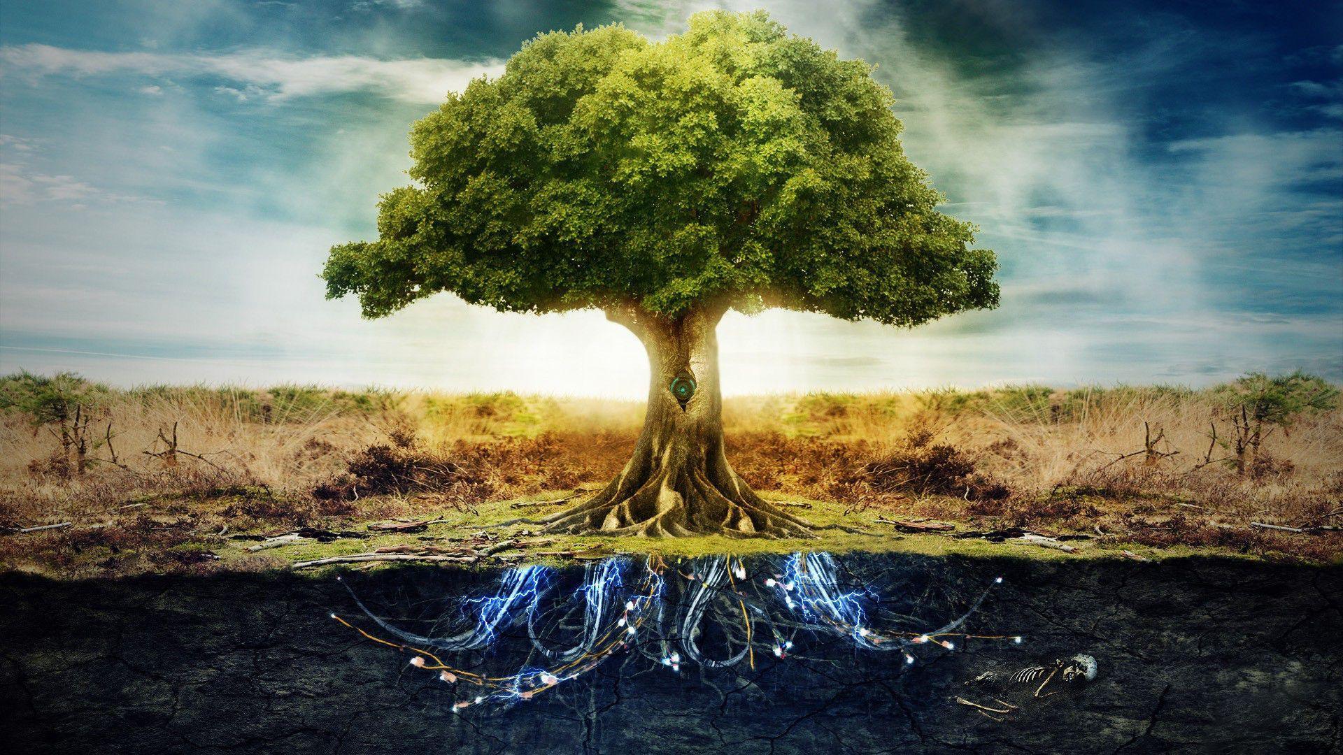 The Tree of Life Wallpapers Top Free The Tree of Life Backgrounds