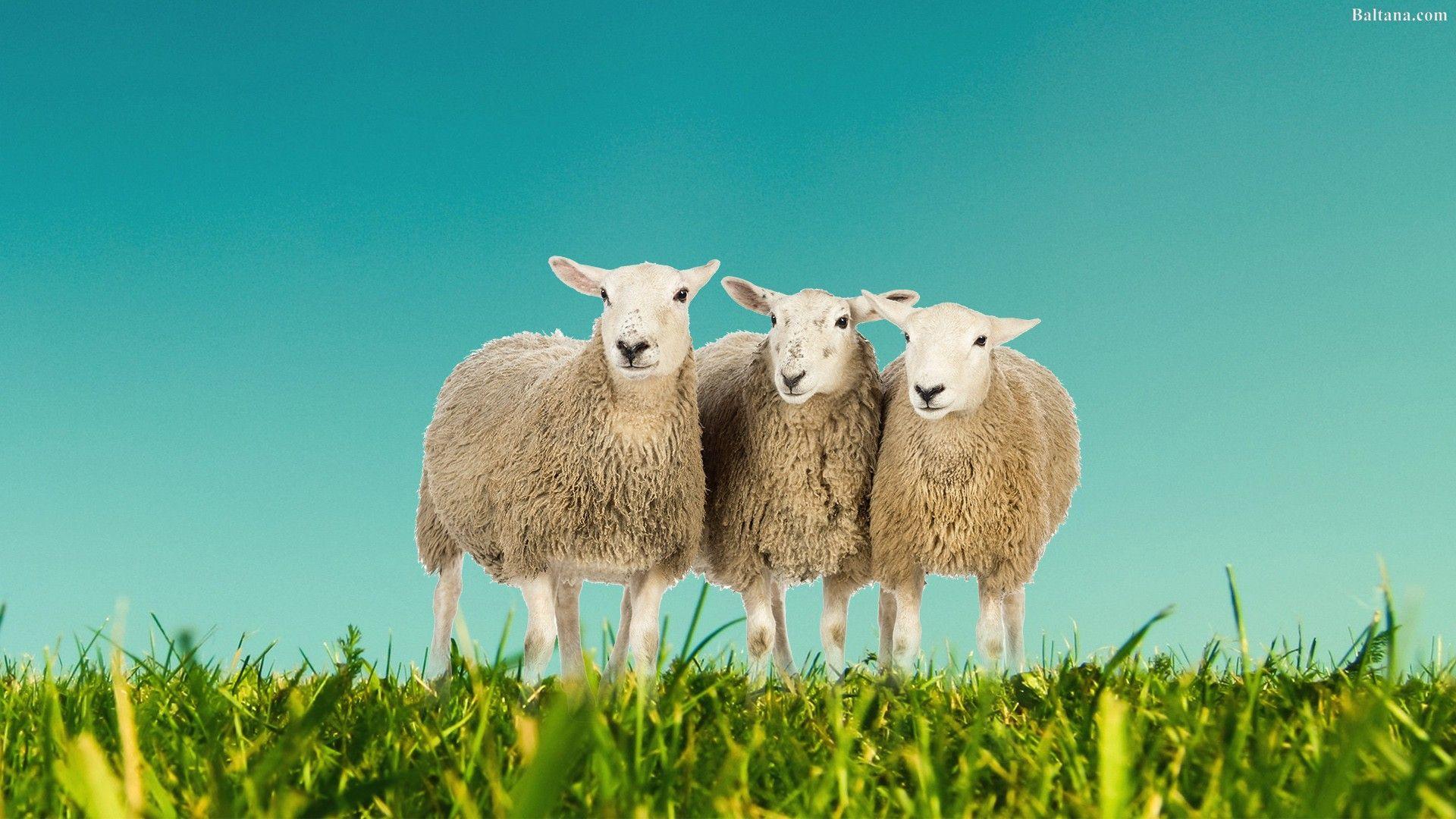 Sheep Computer Wallpapers Top Free Sheep Computer Backgrounds