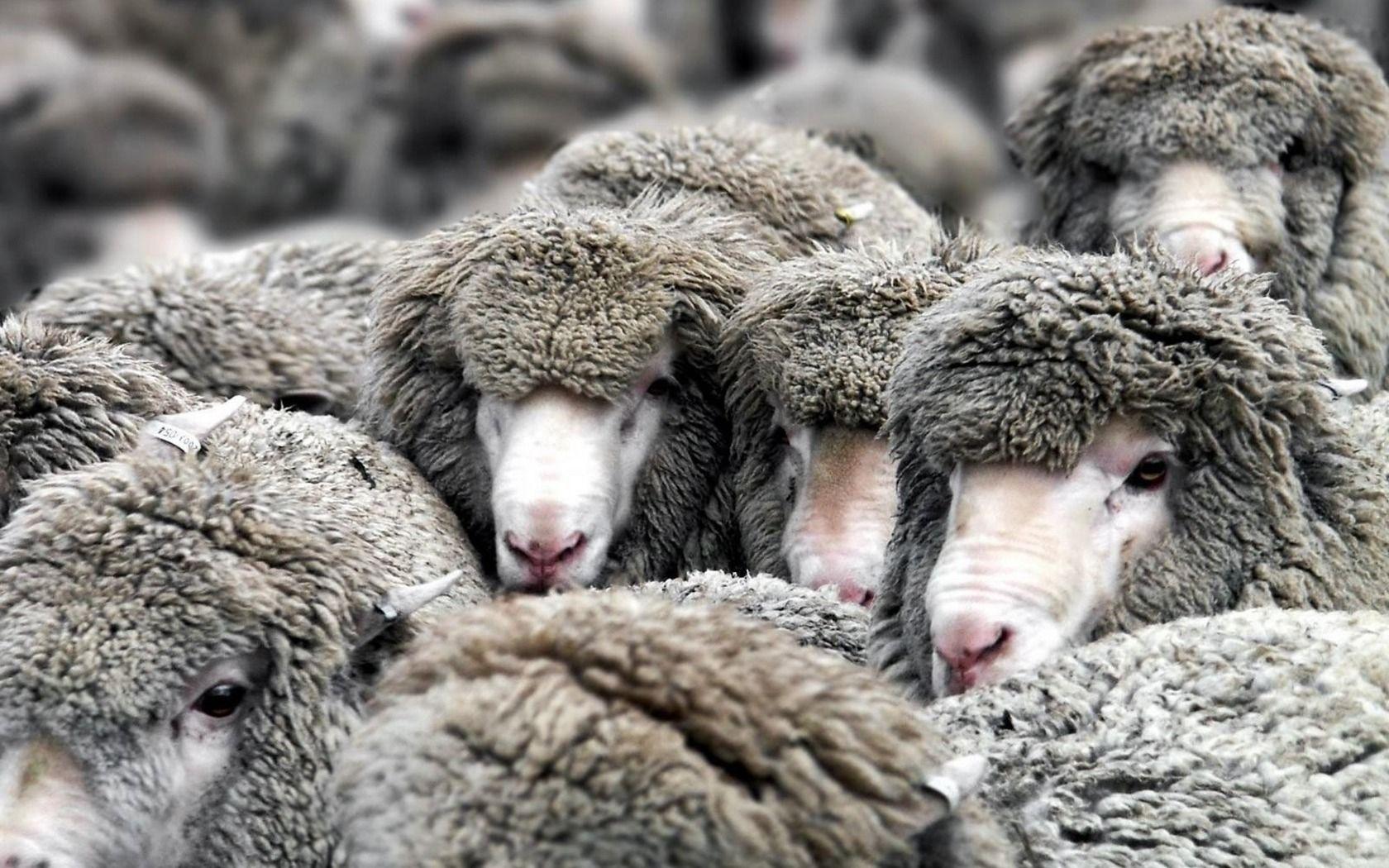 Sheep Computer Wallpapers Top Free Sheep Computer Backgrounds