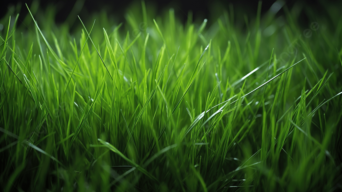 Dark Grass Wallpapers Top Free Dark Grass Backgrounds WallpaperAccess