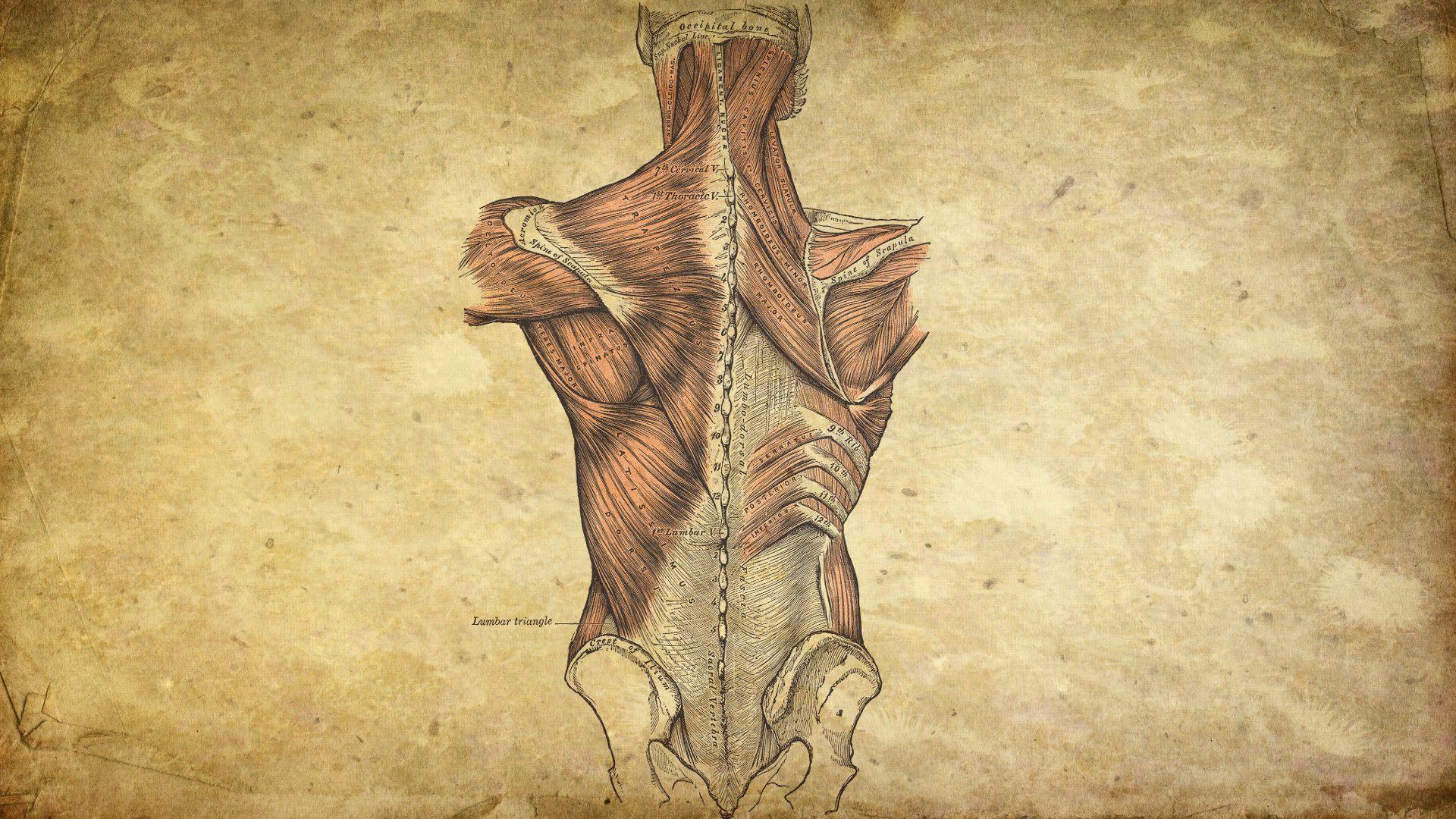 Anatomy Wallpapers Top Free Anatomy Backgrounds WallpaperAccess