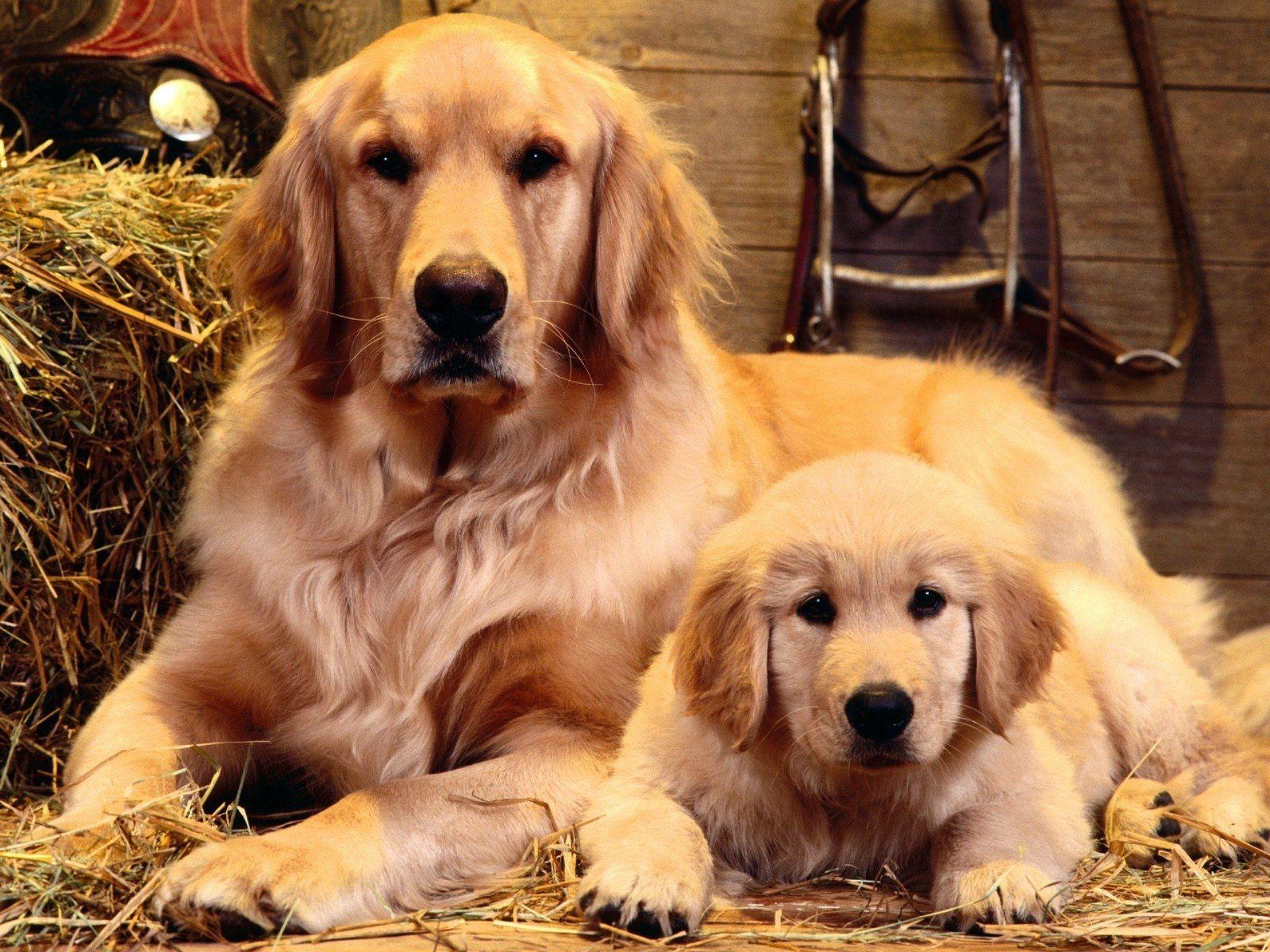Golden Retriever HD Wallpapers Top Free Golden Retriever HD