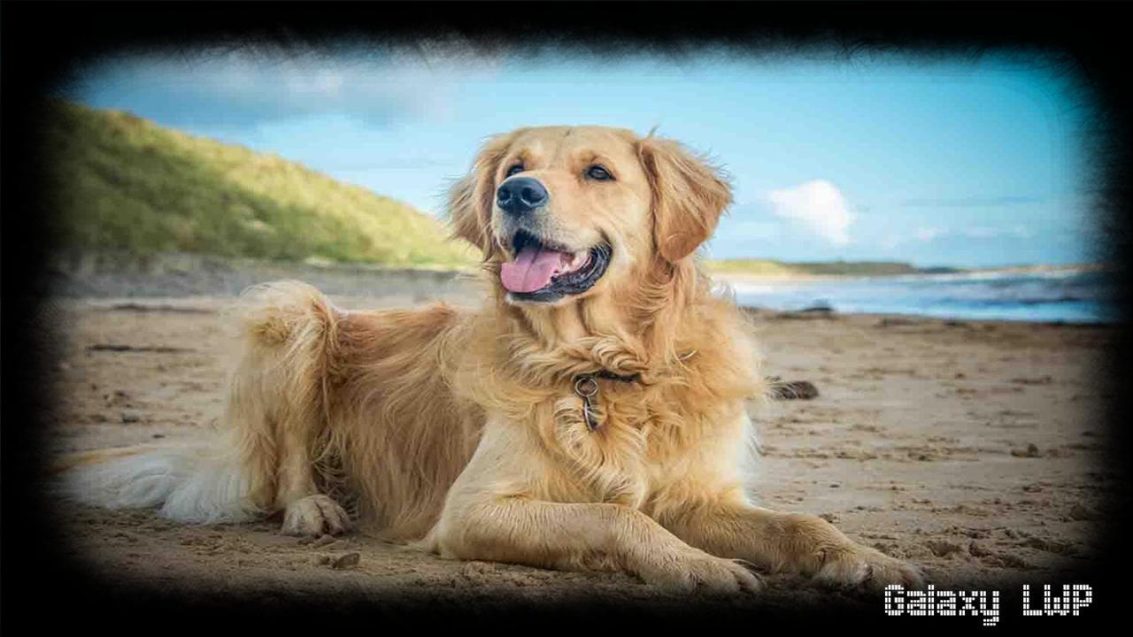 Golden Retrievers Wallpapers Top Free Golden Retrievers Backgrounds