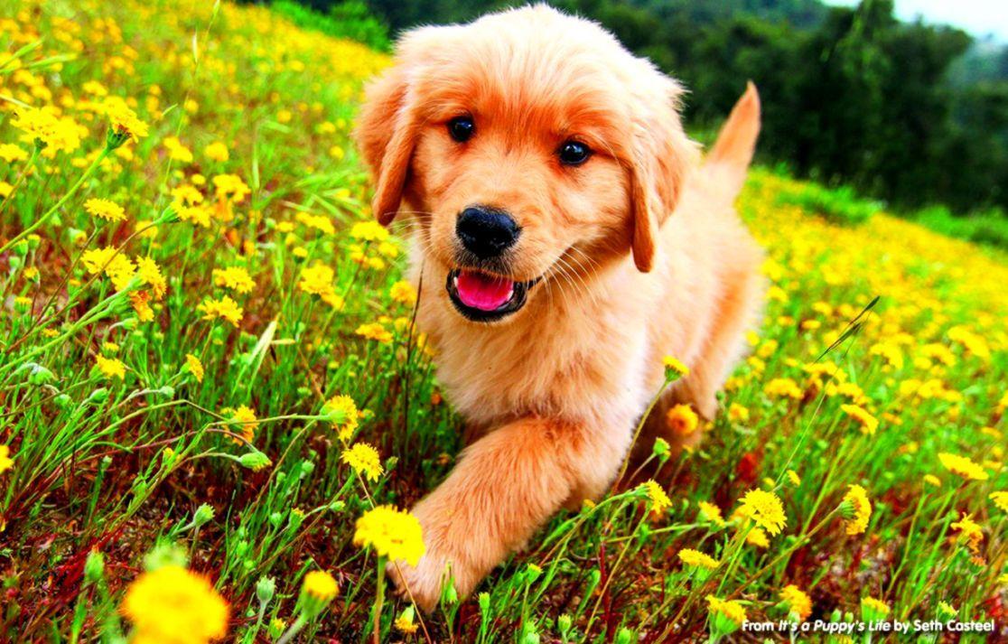 Golden Retriever Puppy Wallpapers Top Free Golden Retriever Puppy