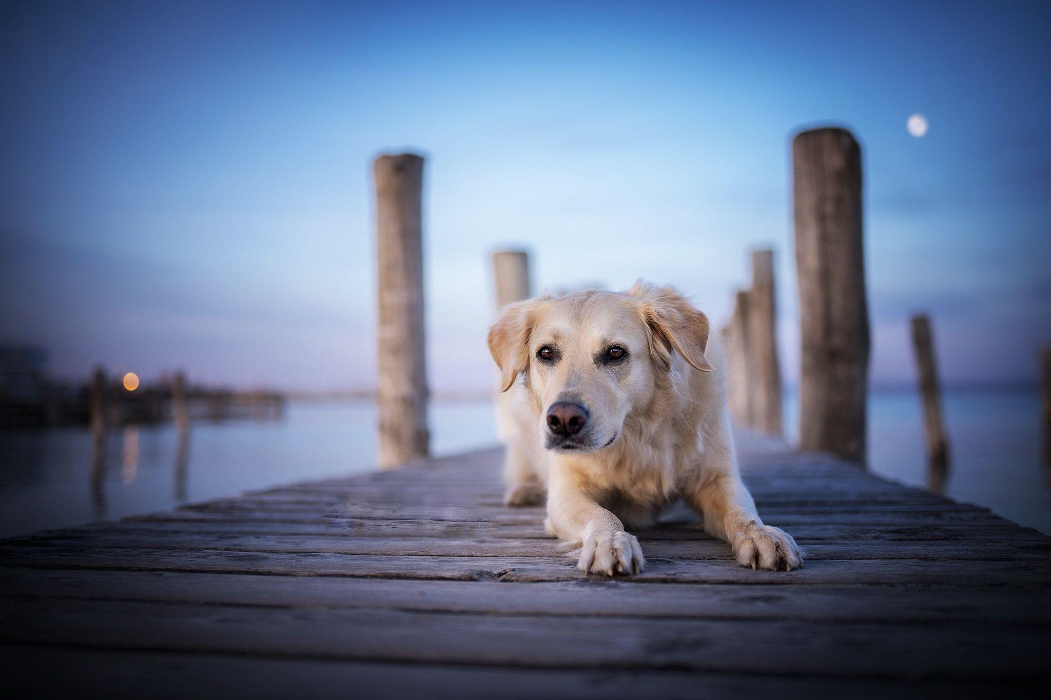 Golden Retrievers Wallpapers Top Free Golden Retrievers Backgrounds