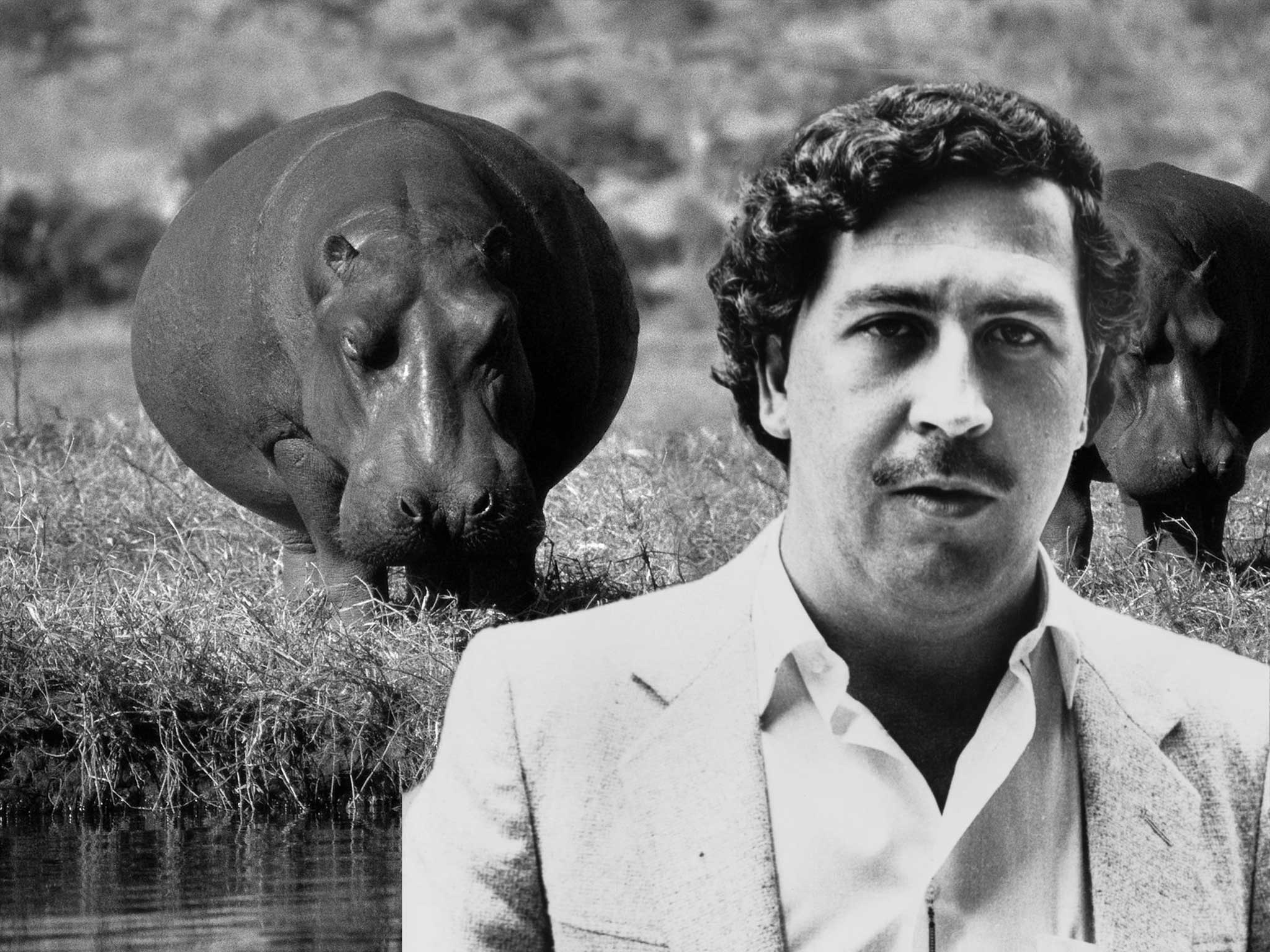 Pablo Escobar Wallpapers Top Free Pablo Escobar Backgrounds