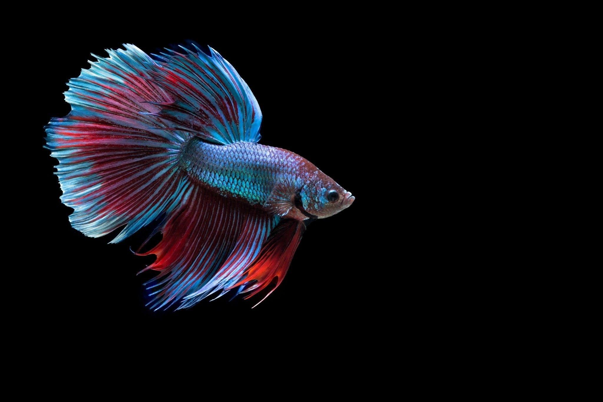 Betta Fish Wallpapers Top Free Betta Fish Backgrounds WallpaperAccess