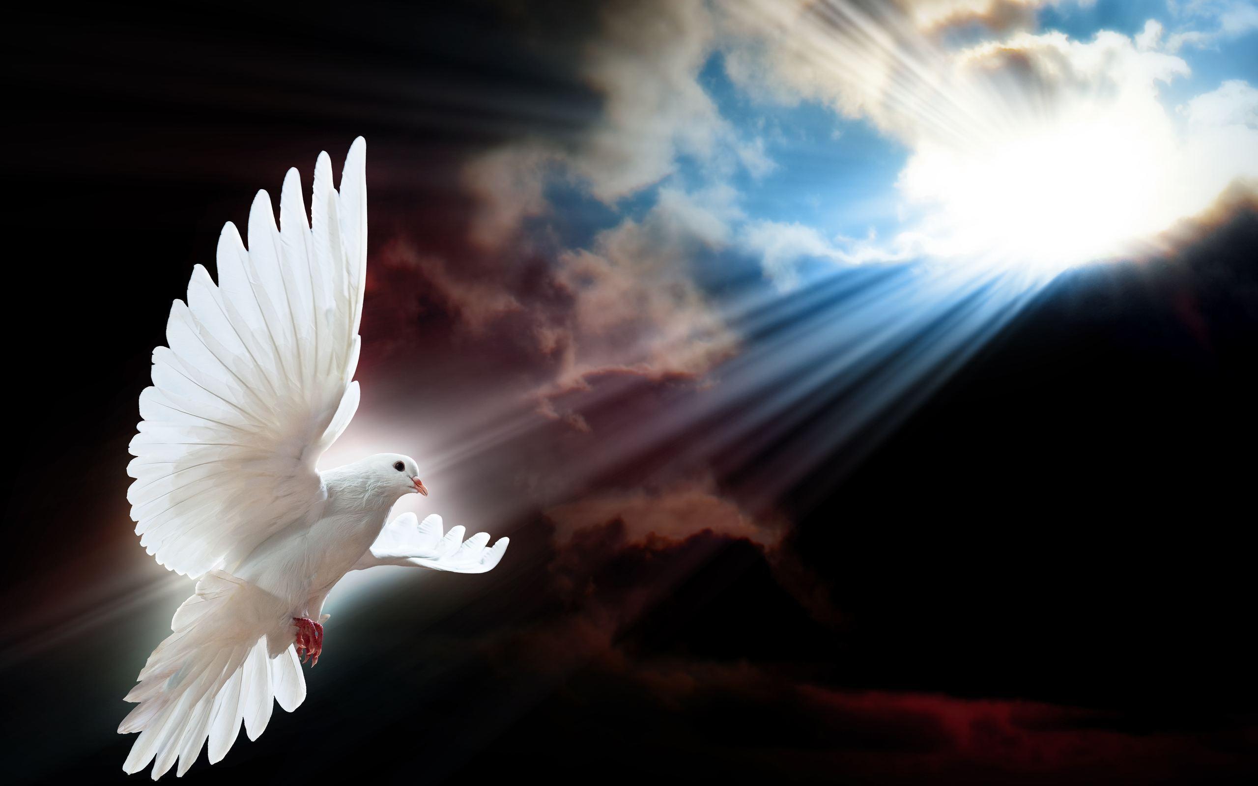 White Dove Wallpapers Top Free White Dove Backgrounds WallpaperAccess