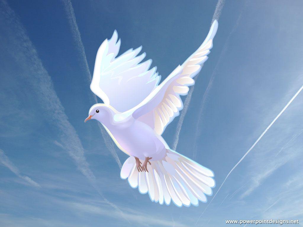 Dove Wallpapers Top Free Dove Backgrounds WallpaperAccess