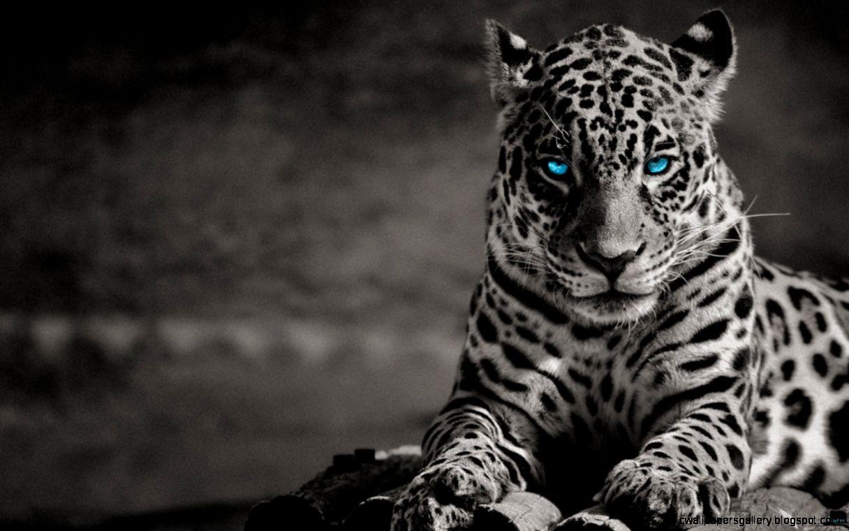 Tiger Eyes Wallpapers Top Free Tiger Eyes Backgrounds WallpaperAccess