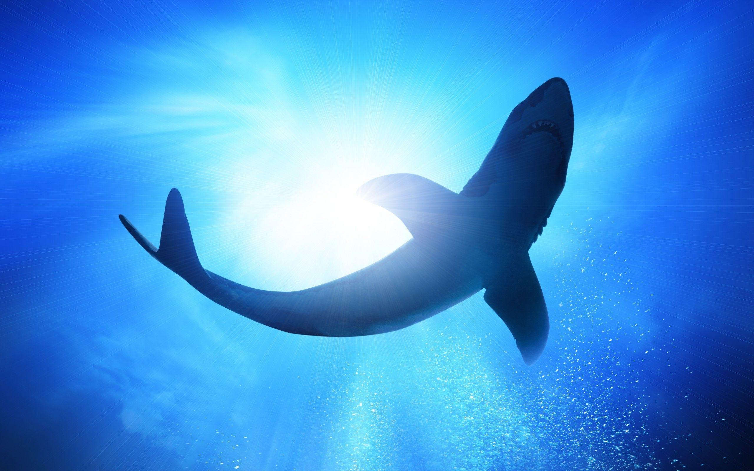 Beautiful Shark Wallpapers Top Free Beautiful Shark Backgrounds