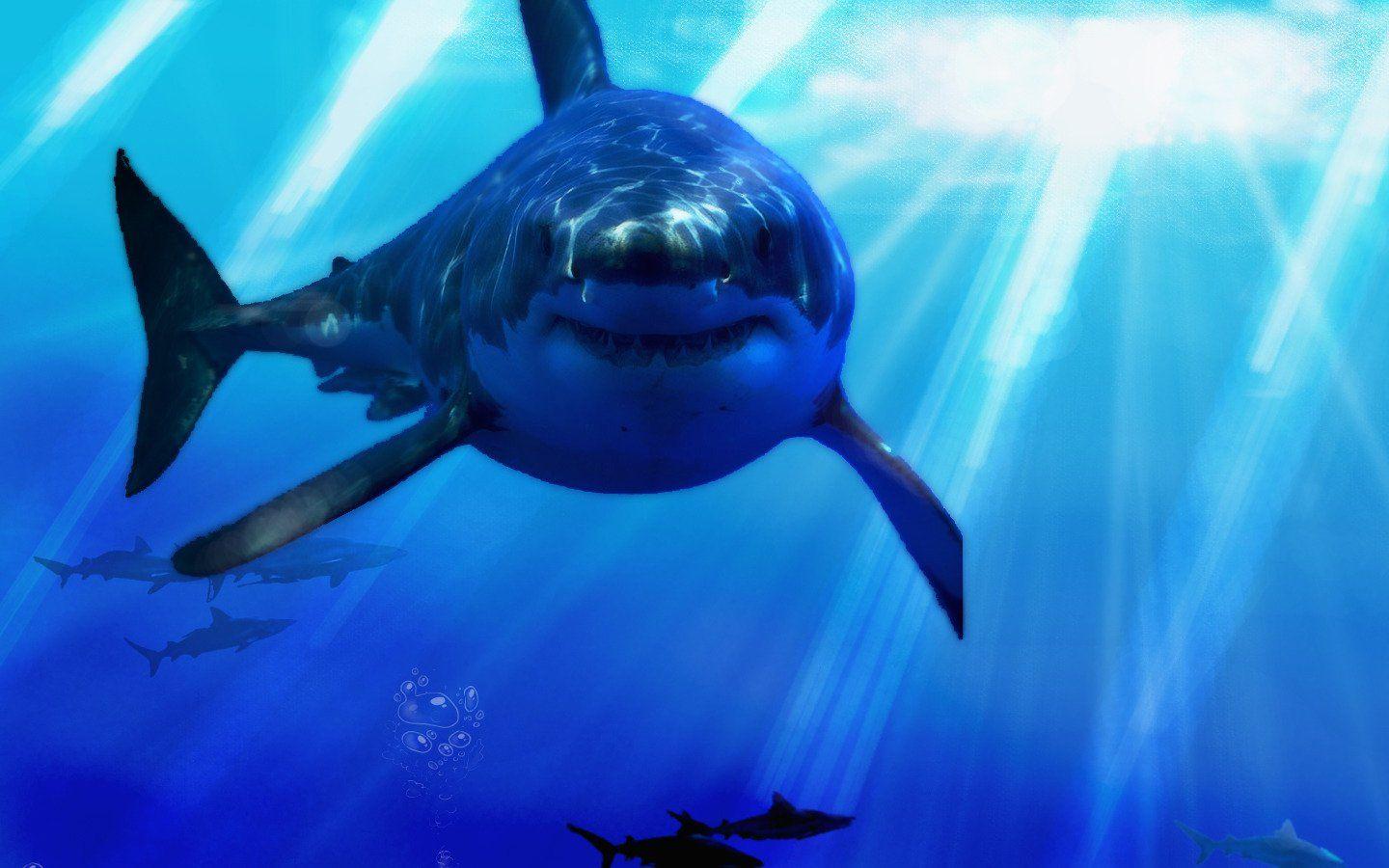 Cool Shark Screen Wallpapers Top Free Cool Shark Screen Backgrounds