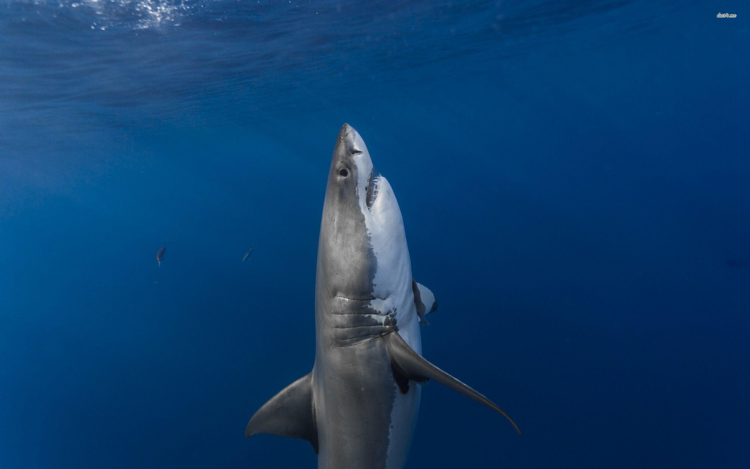 Great White Shark Wallpapers Top Free Great White Shark Backgrounds