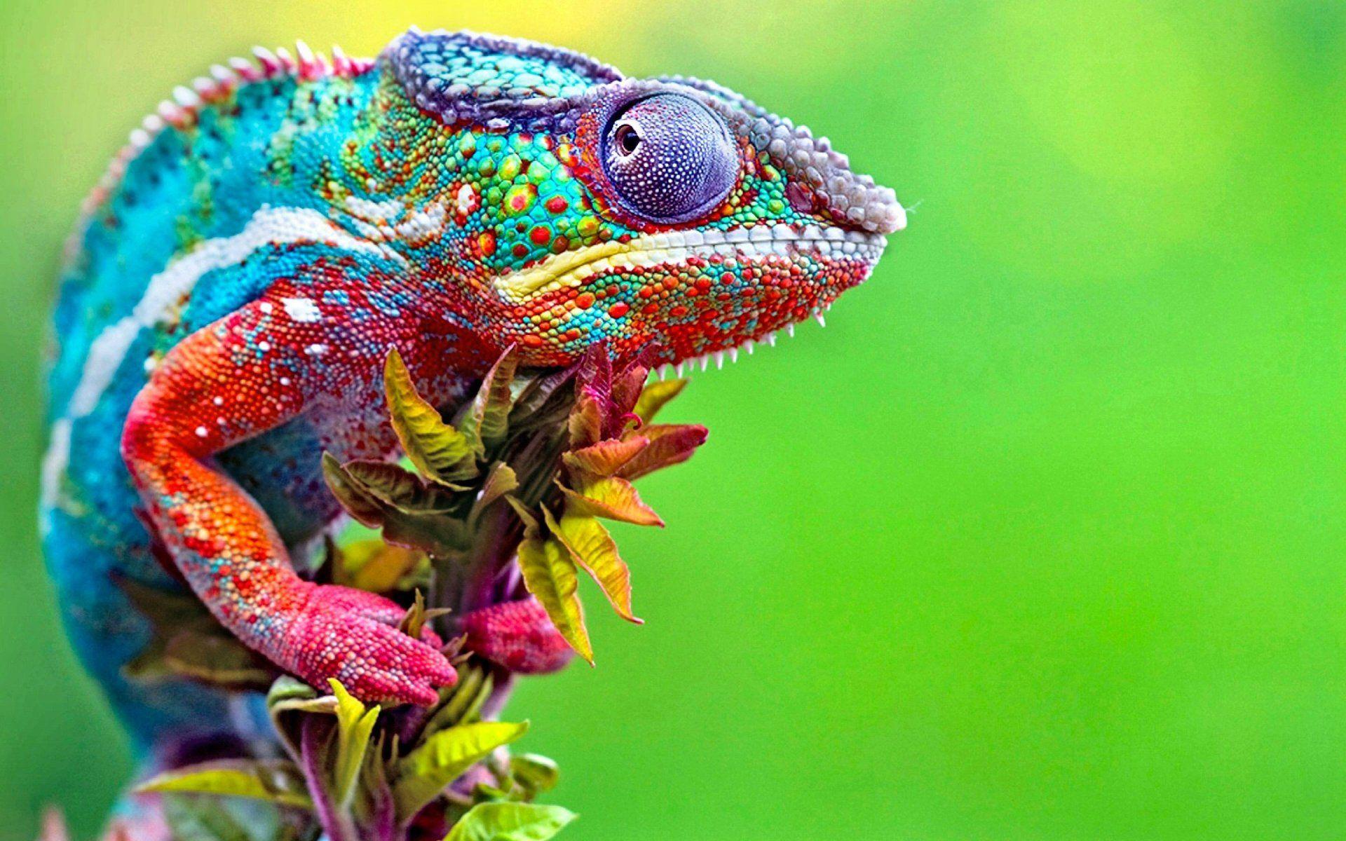 4K Chameleon Wallpapers Top Free 4K Chameleon Backgrounds