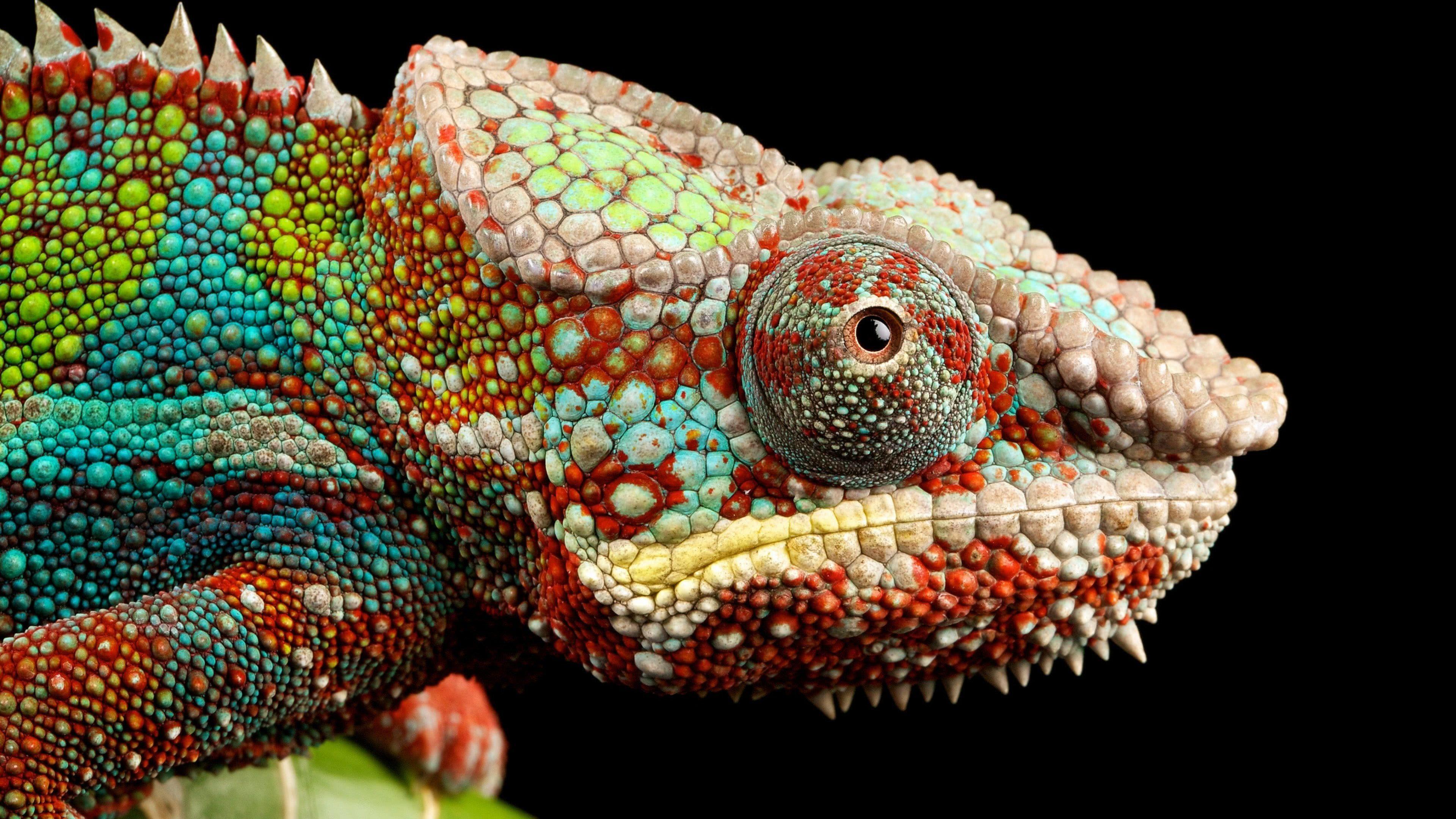 4K Chameleon Wallpapers Top Free 4K Chameleon Backgrounds