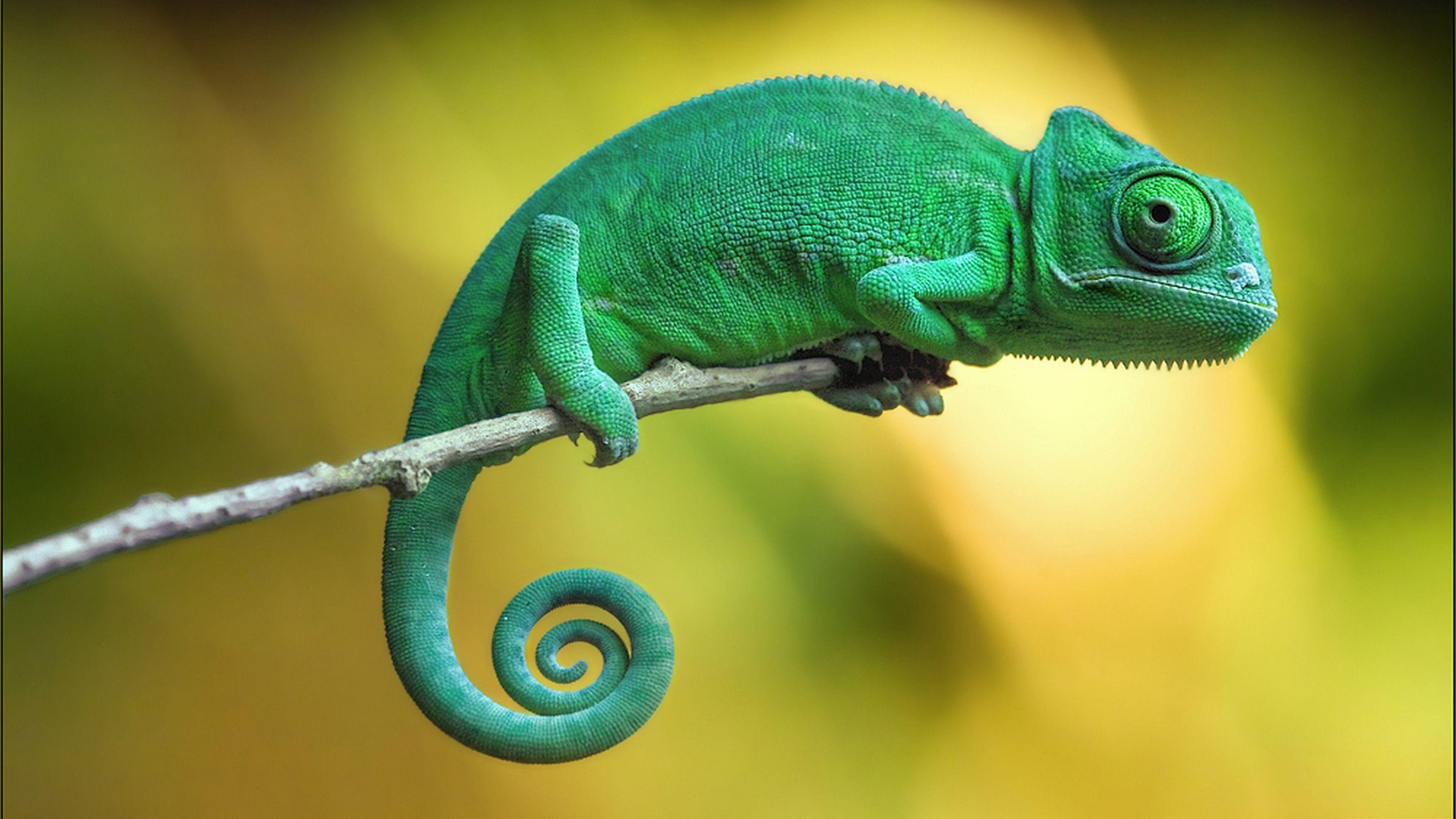 4K Chameleon Wallpapers Top Free 4K Chameleon Backgrounds