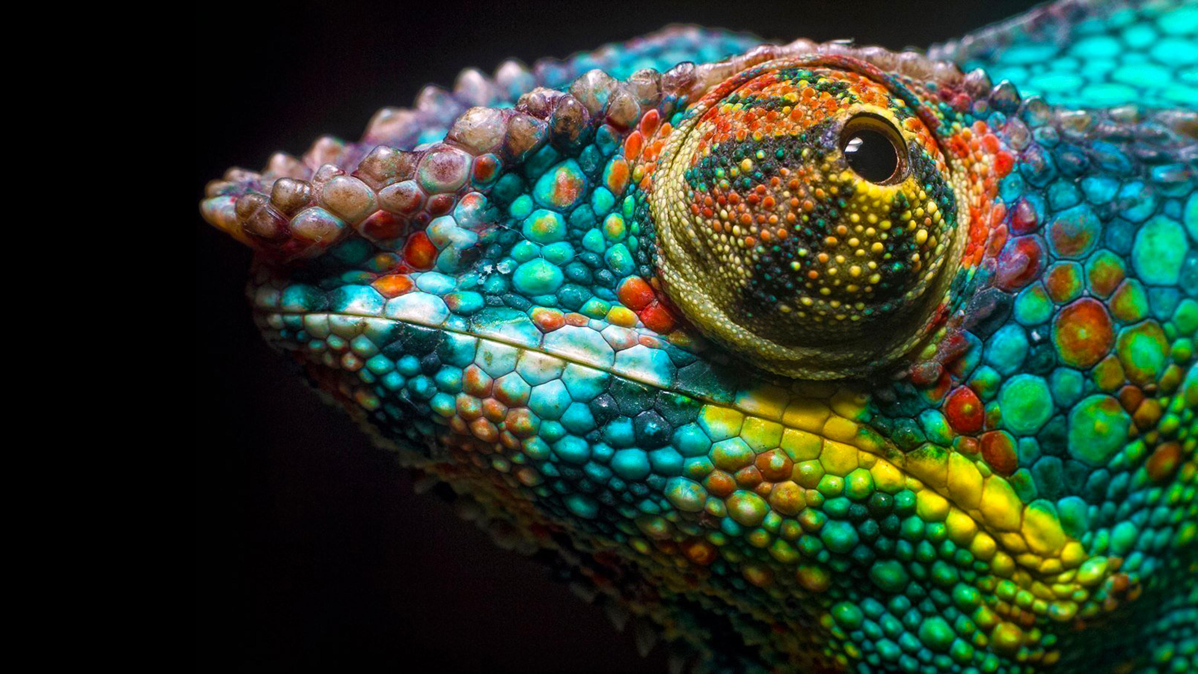 4K Chameleon Wallpapers Top Free 4K Chameleon Backgrounds