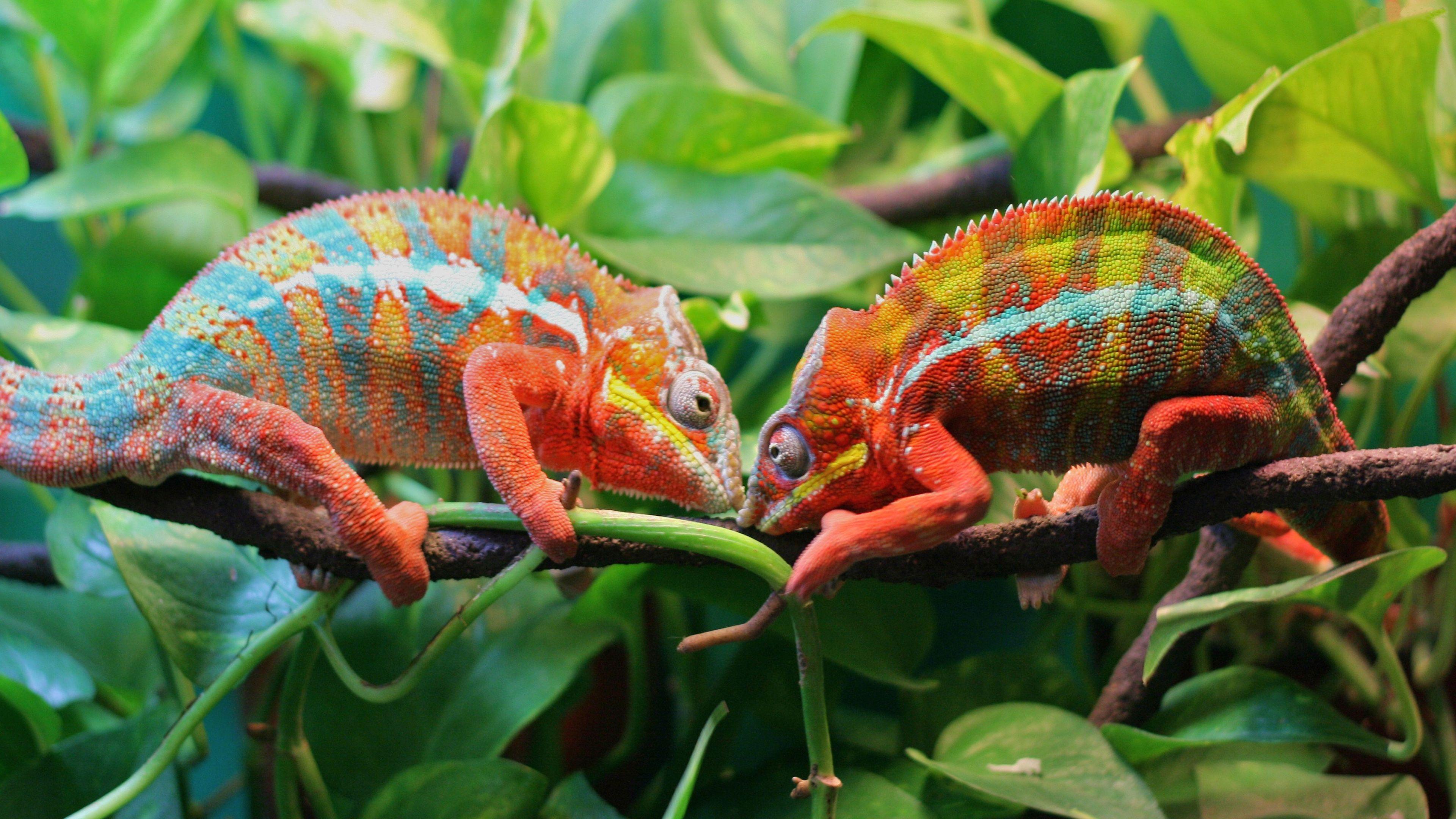 4K Chameleon Wallpapers Top Free 4K Chameleon Backgrounds