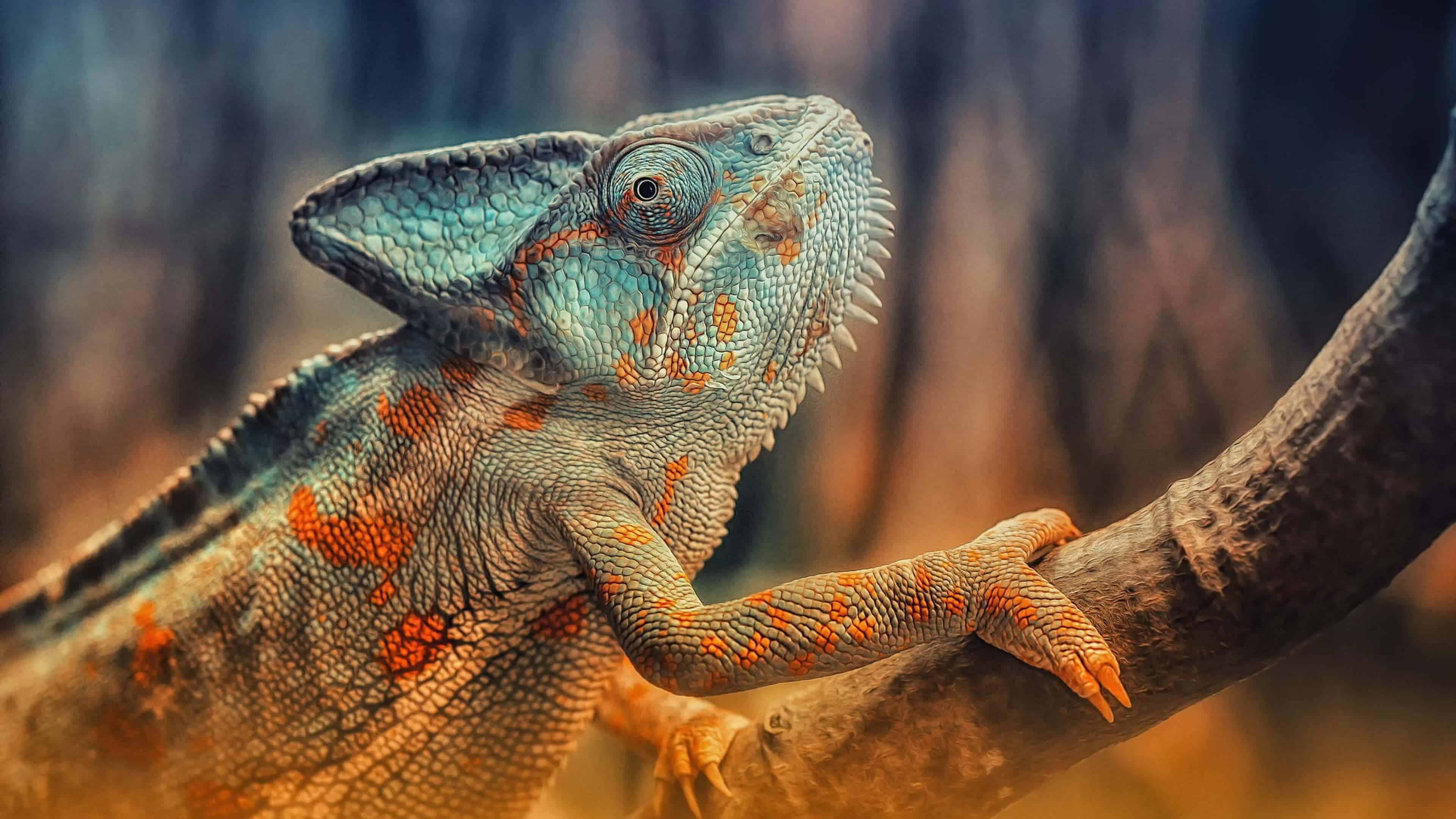 4K Chameleon Wallpapers Top Free 4K Chameleon Backgrounds
