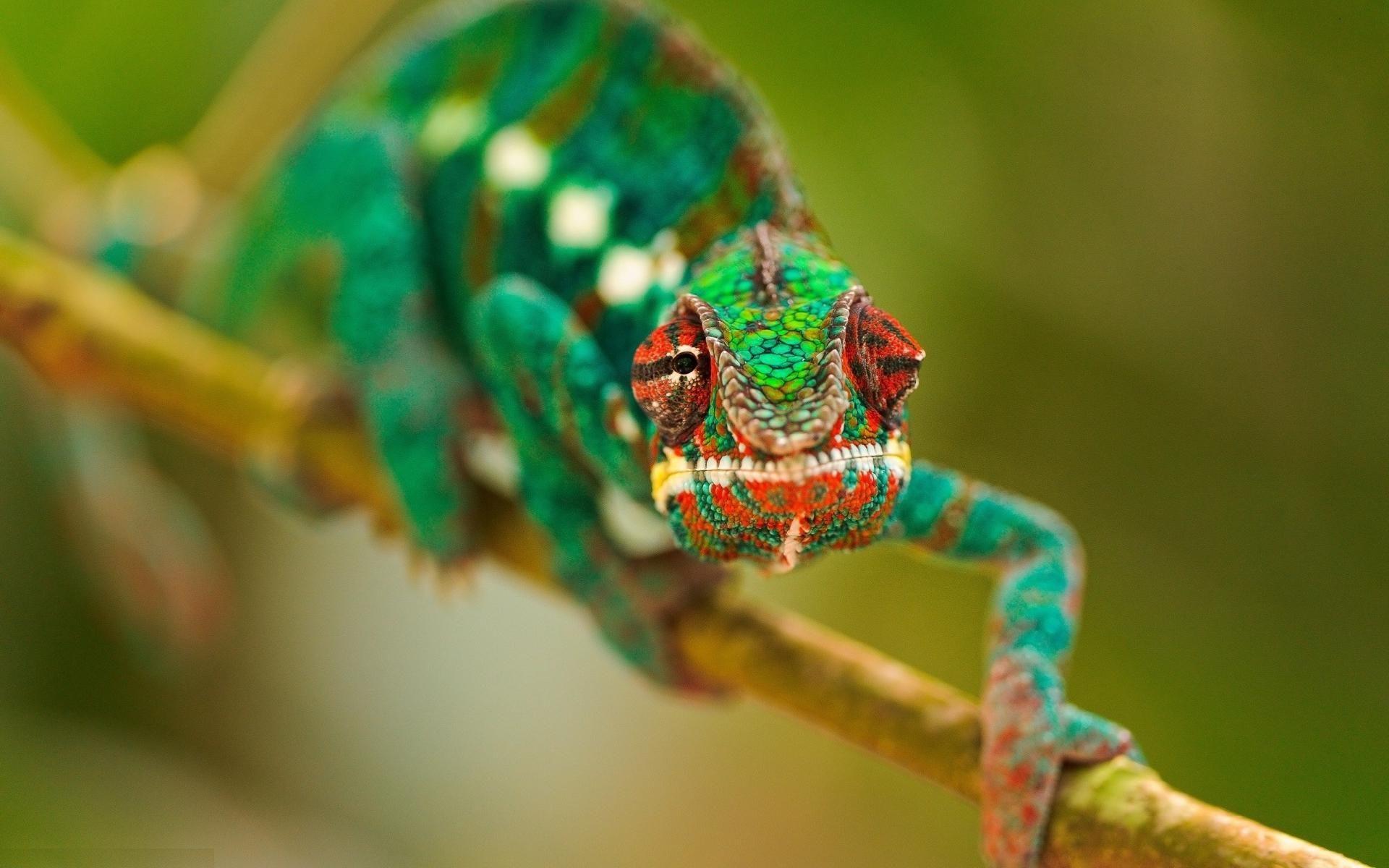 4K Chameleon Wallpapers Top Free 4K Chameleon Backgrounds