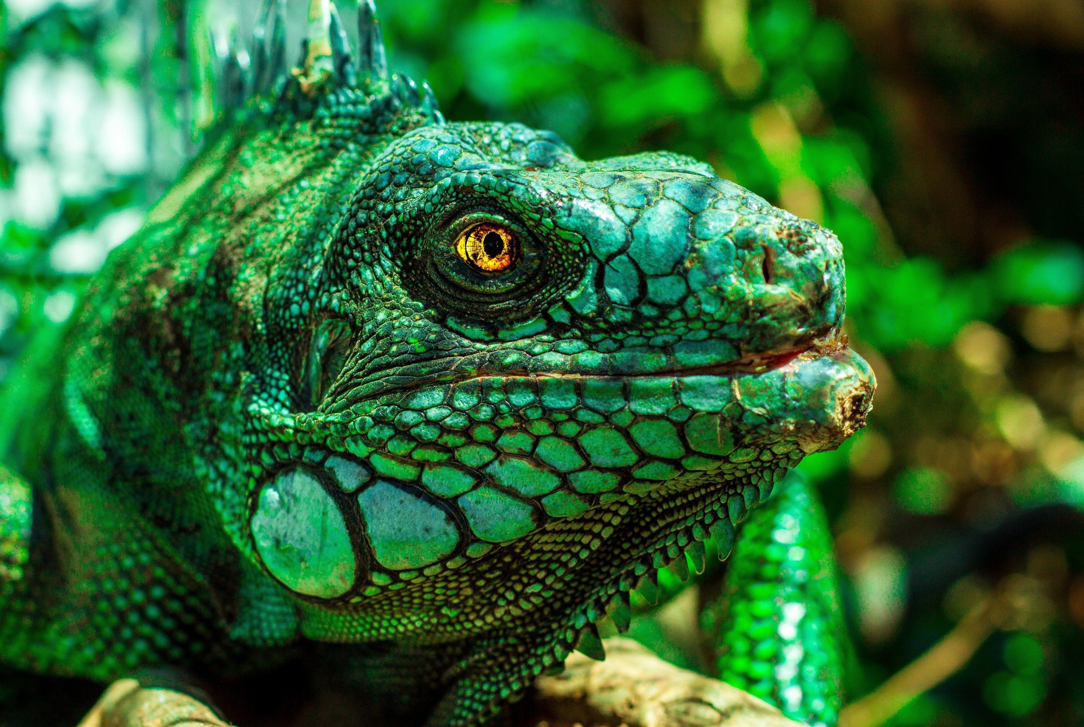 Reptile Wallpapers Top Free Reptile Backgrounds WallpaperAccess