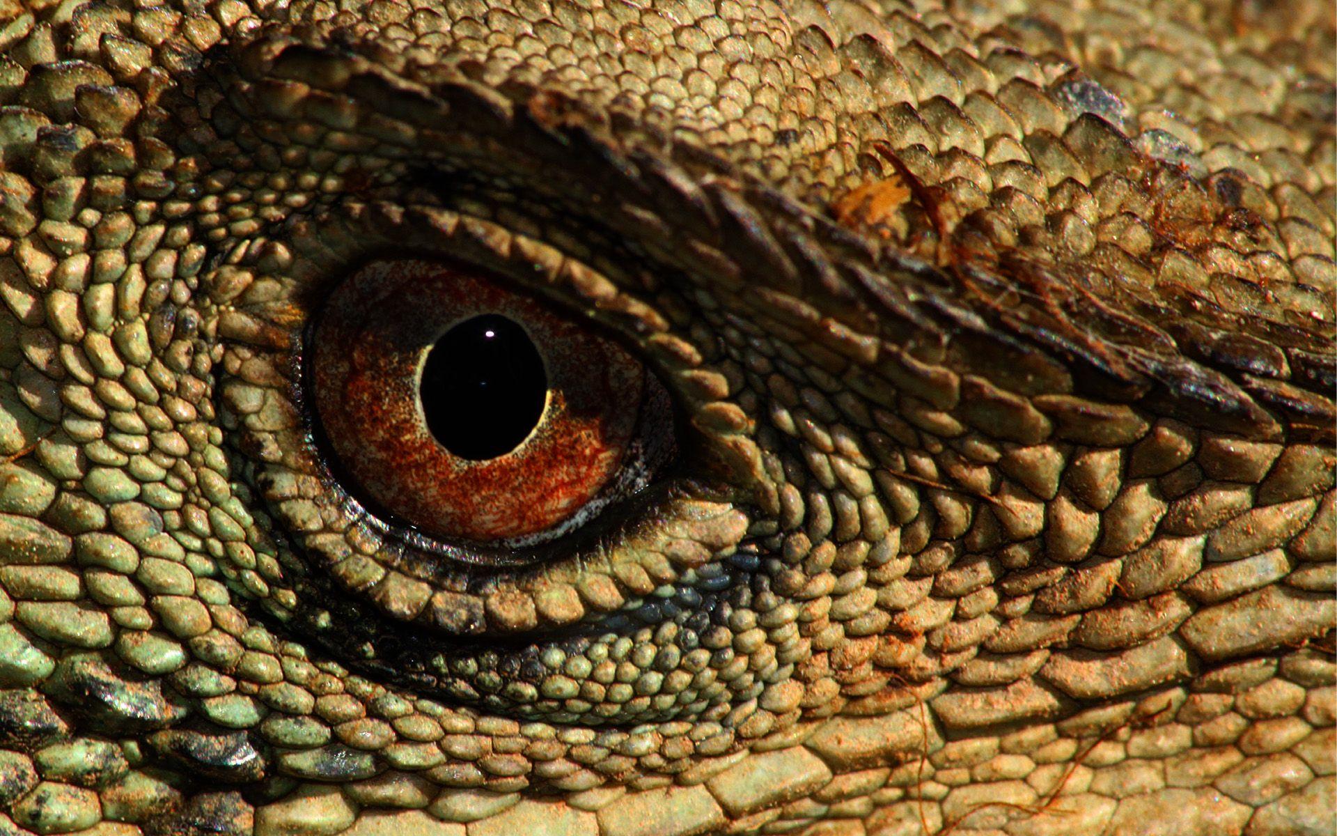 Reptile Wallpapers Top Free Reptile Backgrounds WallpaperAccess