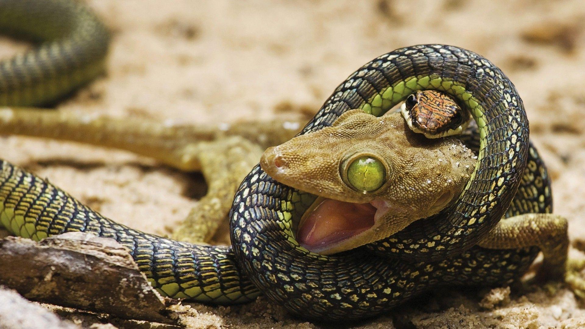 Reptile Wallpapers Top Free Reptile Backgrounds WallpaperAccess