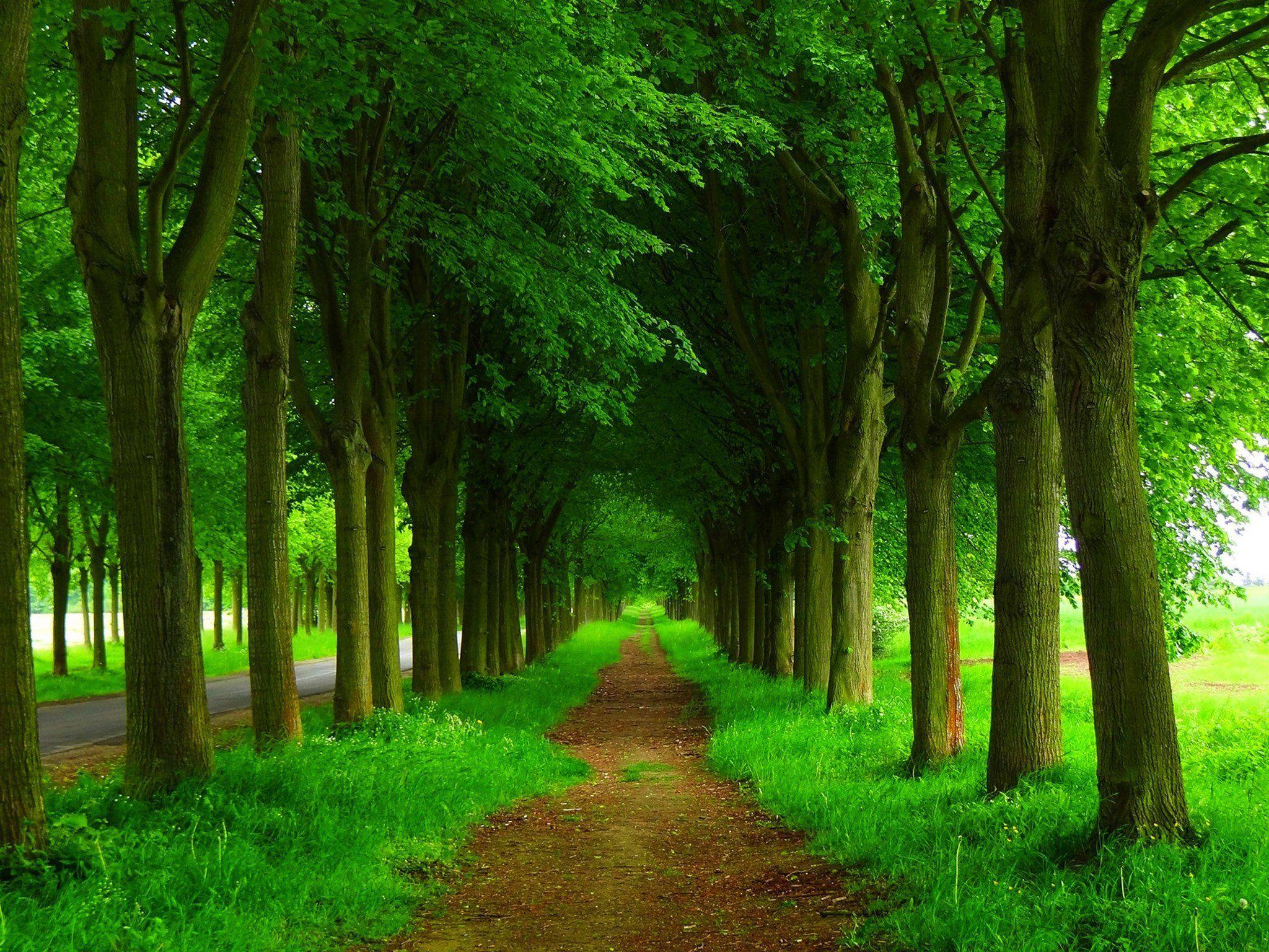 Green Tree Wallpapers Top Free Green Tree Backgrounds WallpaperAccess