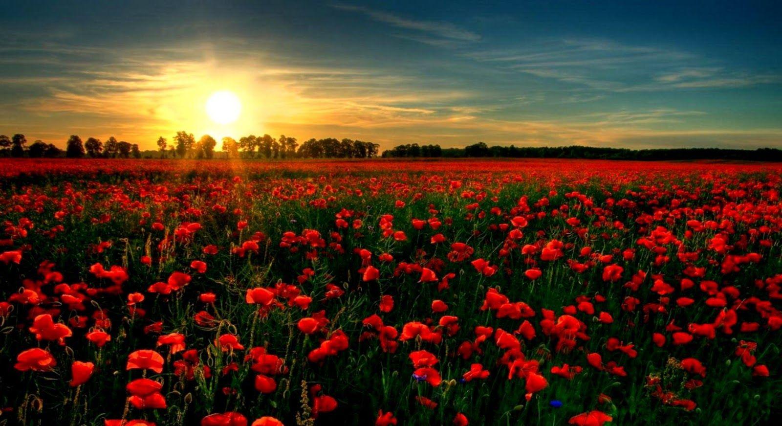 Poppy Flower Wallpapers Top Free Poppy Flower Backgrounds