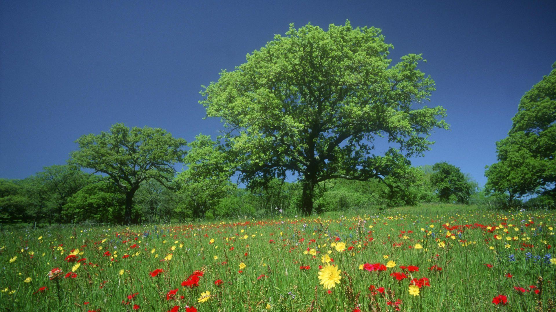 Big Screen Wallpapers Top Free Big Screen Backgrounds WallpaperAccess