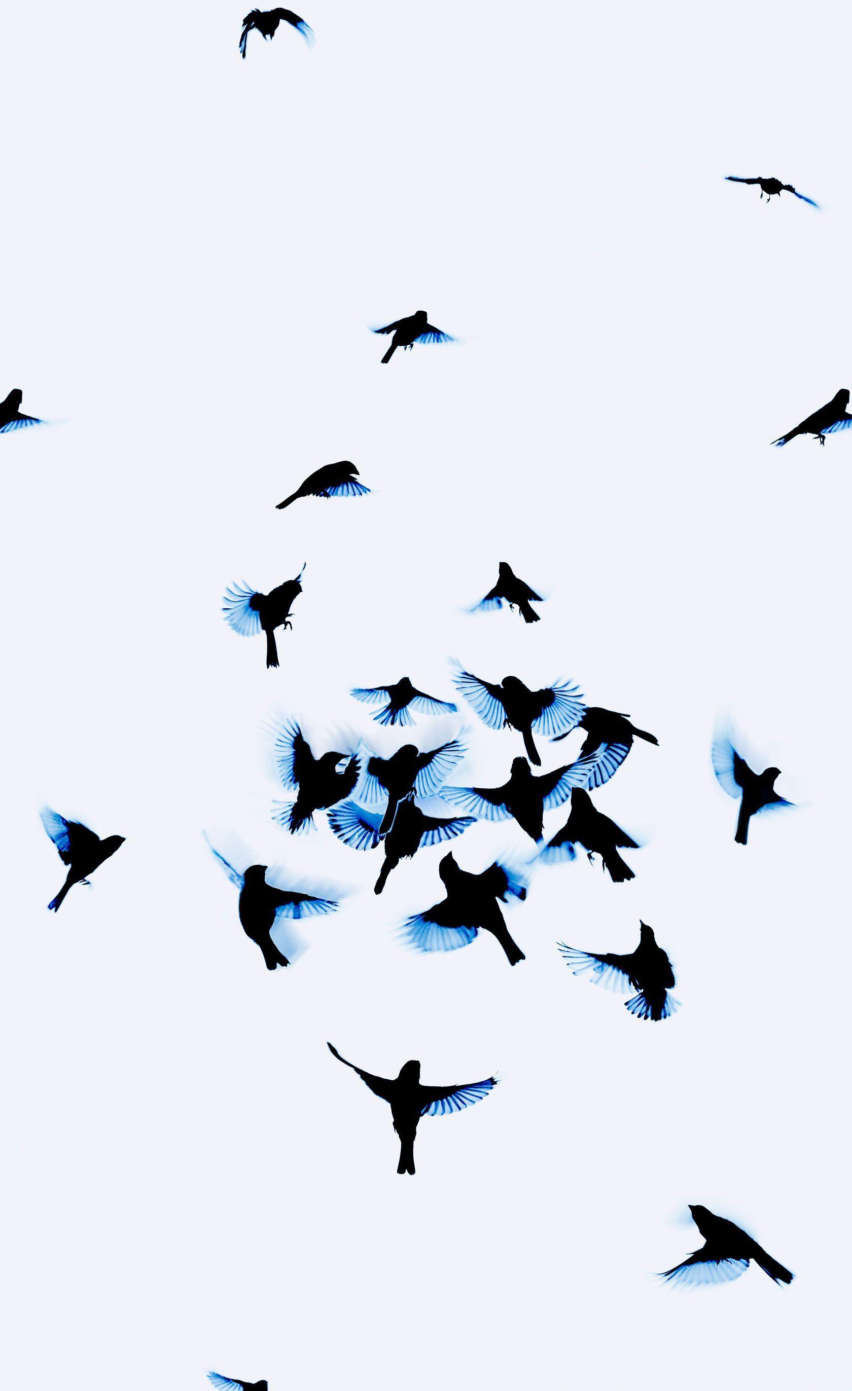 Simple Birds Wallpapers Top Free Simple Birds Backgrounds