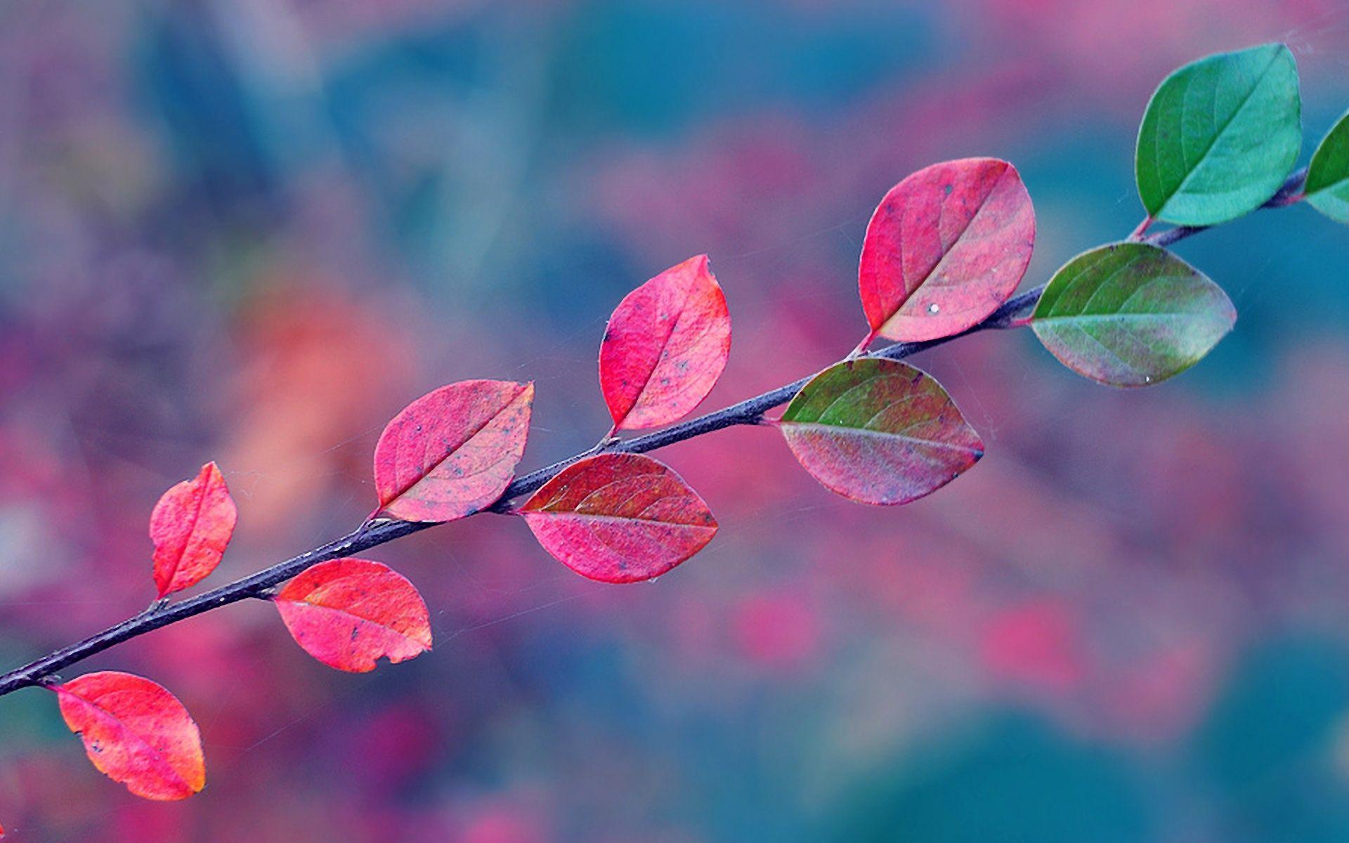 Pink Autumn Wallpapers Top Free Pink Autumn Backgrounds WallpaperAccess