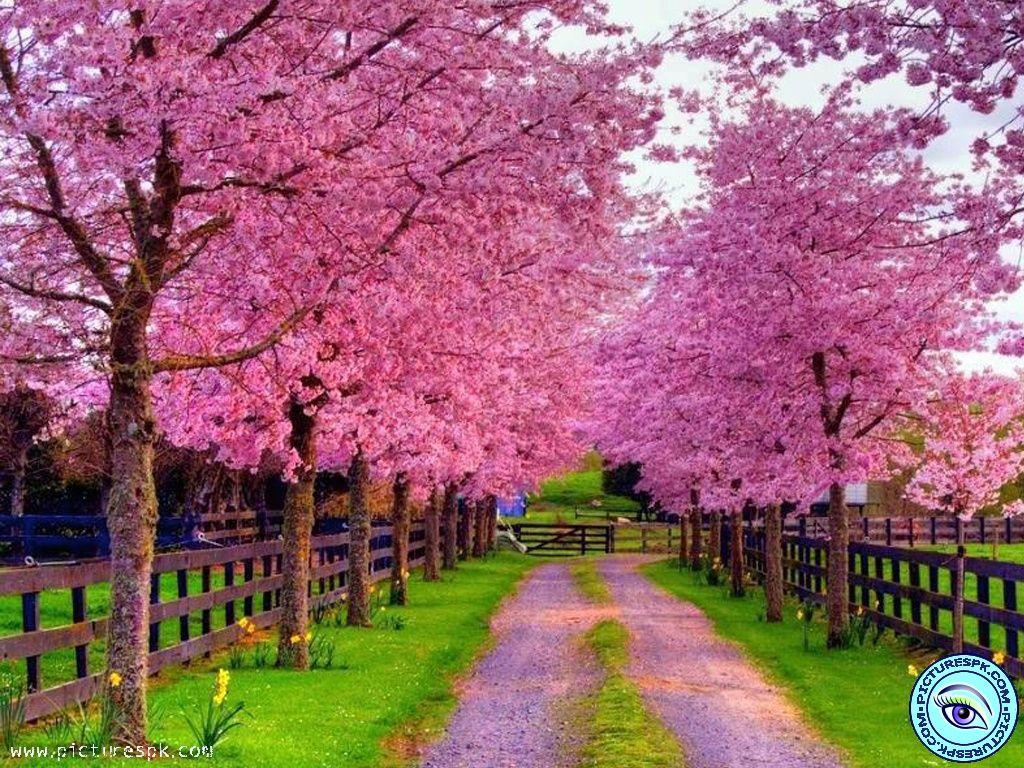 Pink Autumn Wallpapers Top Free Pink Autumn Backgrounds WallpaperAccess