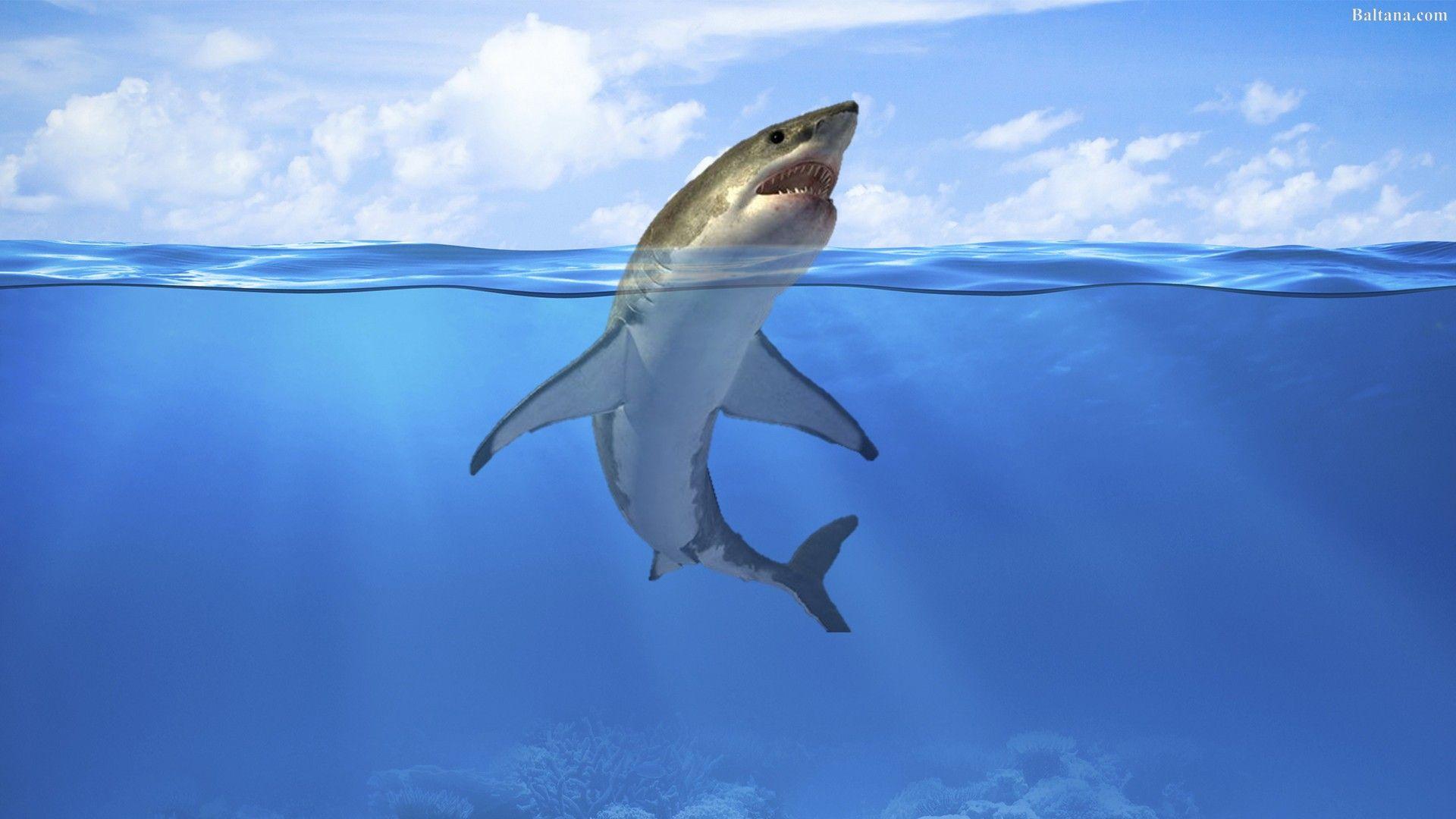 HD Shark Desktop Wallpapers Top Free HD Shark Desktop Backgrounds WallpaperAccess