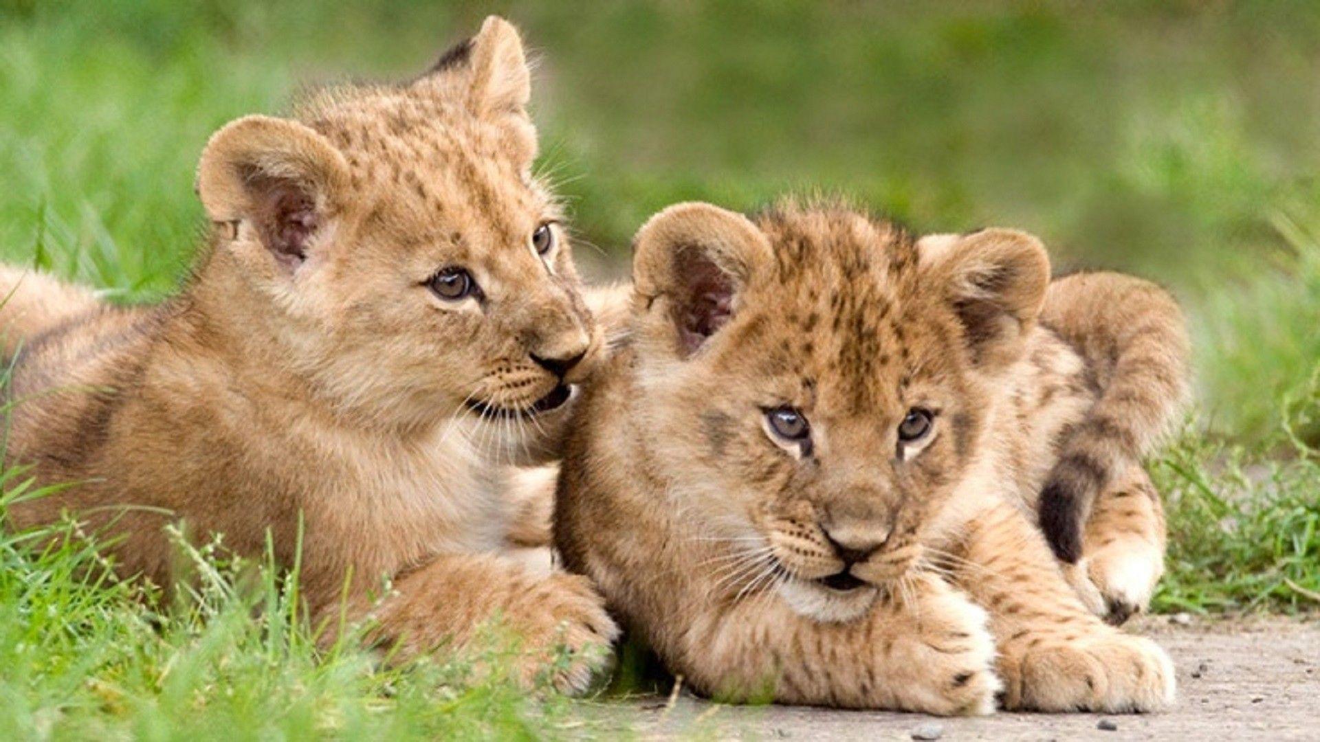 Lion Cub Wallpapers Top Free Lion Cub Backgrounds WallpaperAccess