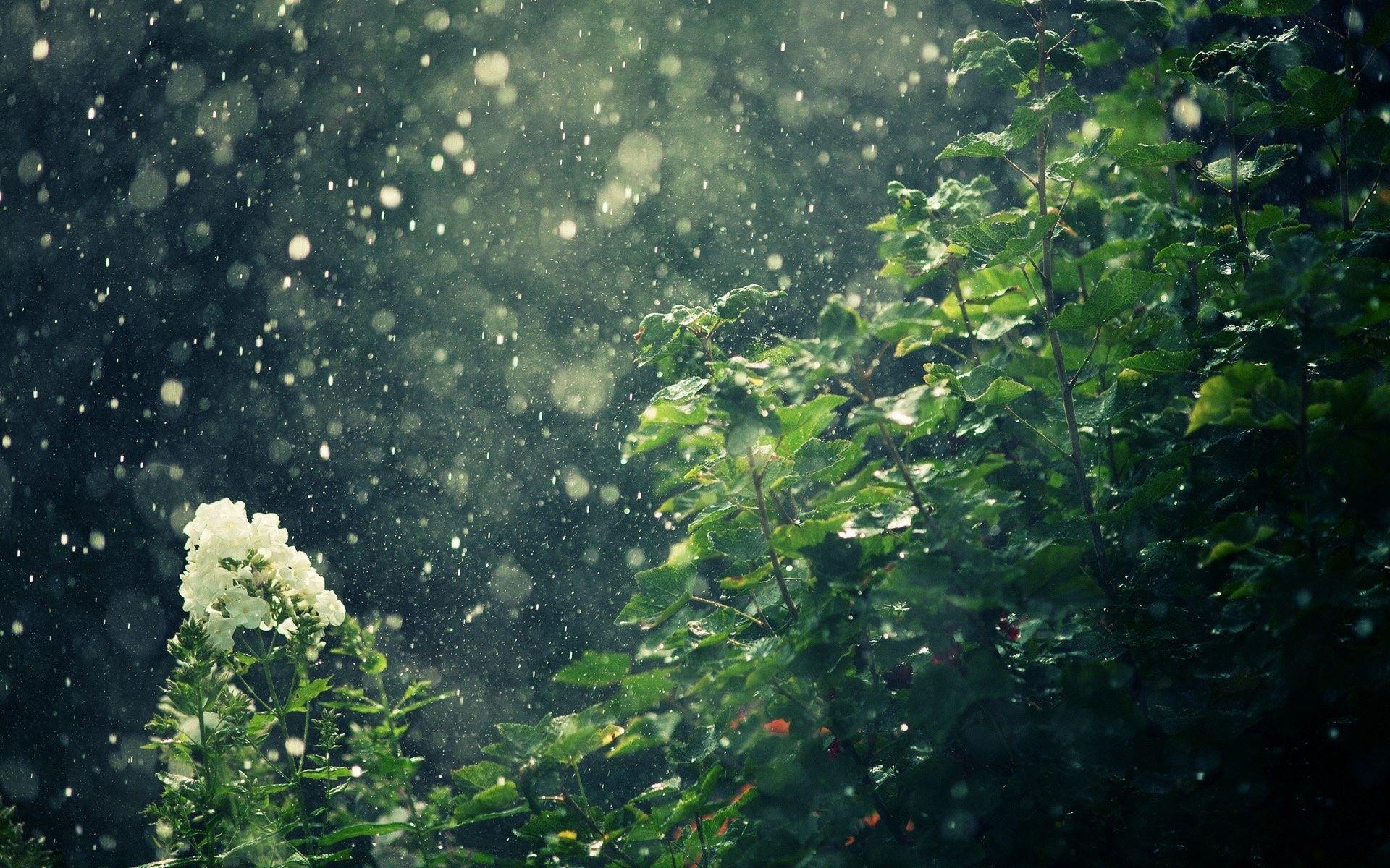 Rainy Nature Wallpapers Top Free Rainy Nature Backgrounds