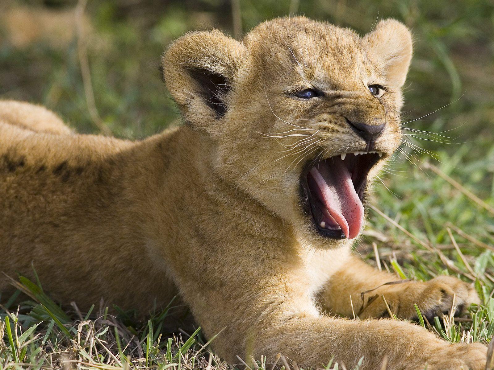 Lion Cub Wallpapers Top Free Lion Cub Backgrounds WallpaperAccess