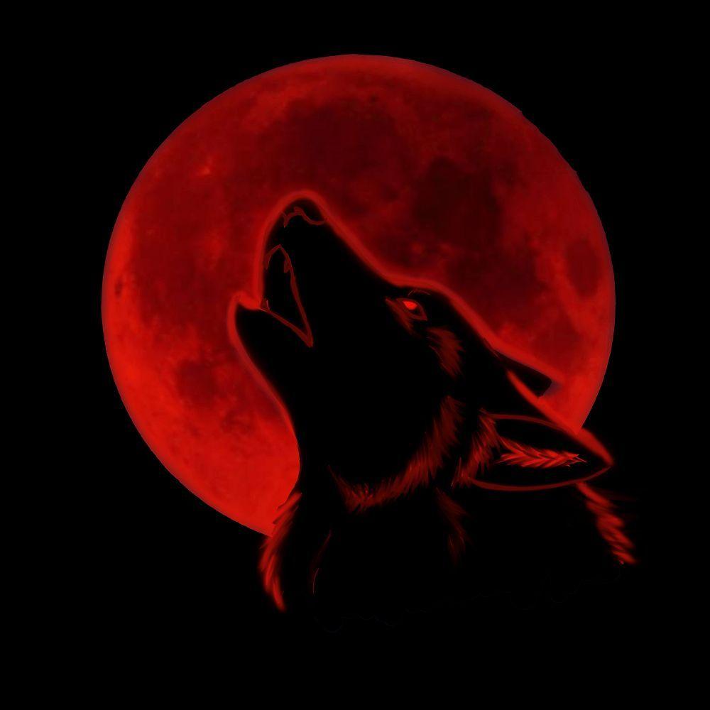 Blood Wolf Wallpapers Top Free Blood Wolf Backgrounds WallpaperAccess
