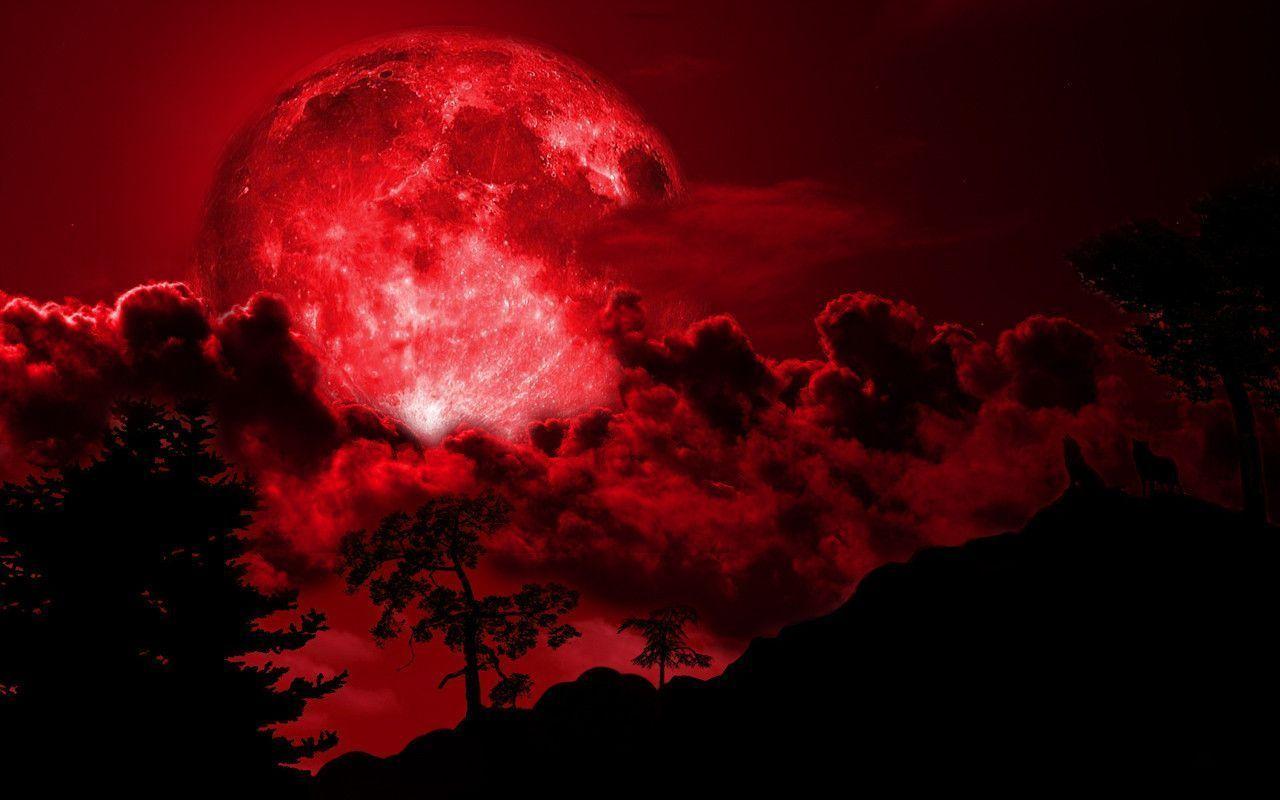 Blood Wolf Wallpapers Top Free Blood Wolf Backgrounds WallpaperAccess