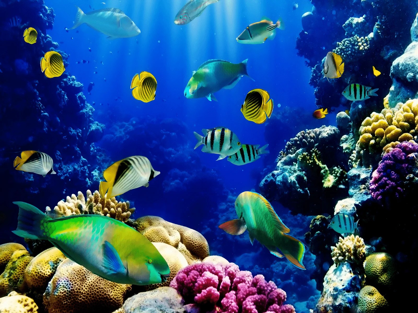Live Fish Wallpapers Top Free Live Fish Backgrounds WallpaperAccess