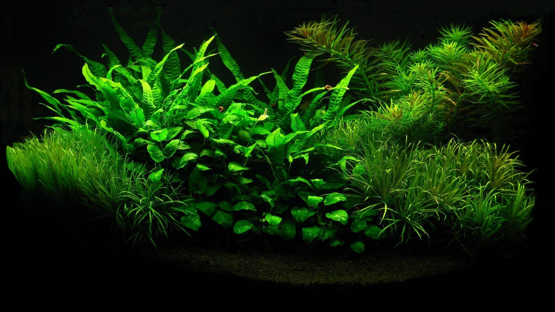 Aquascape Wallpapers Top Free Aquascape Backgrounds WallpaperAccess