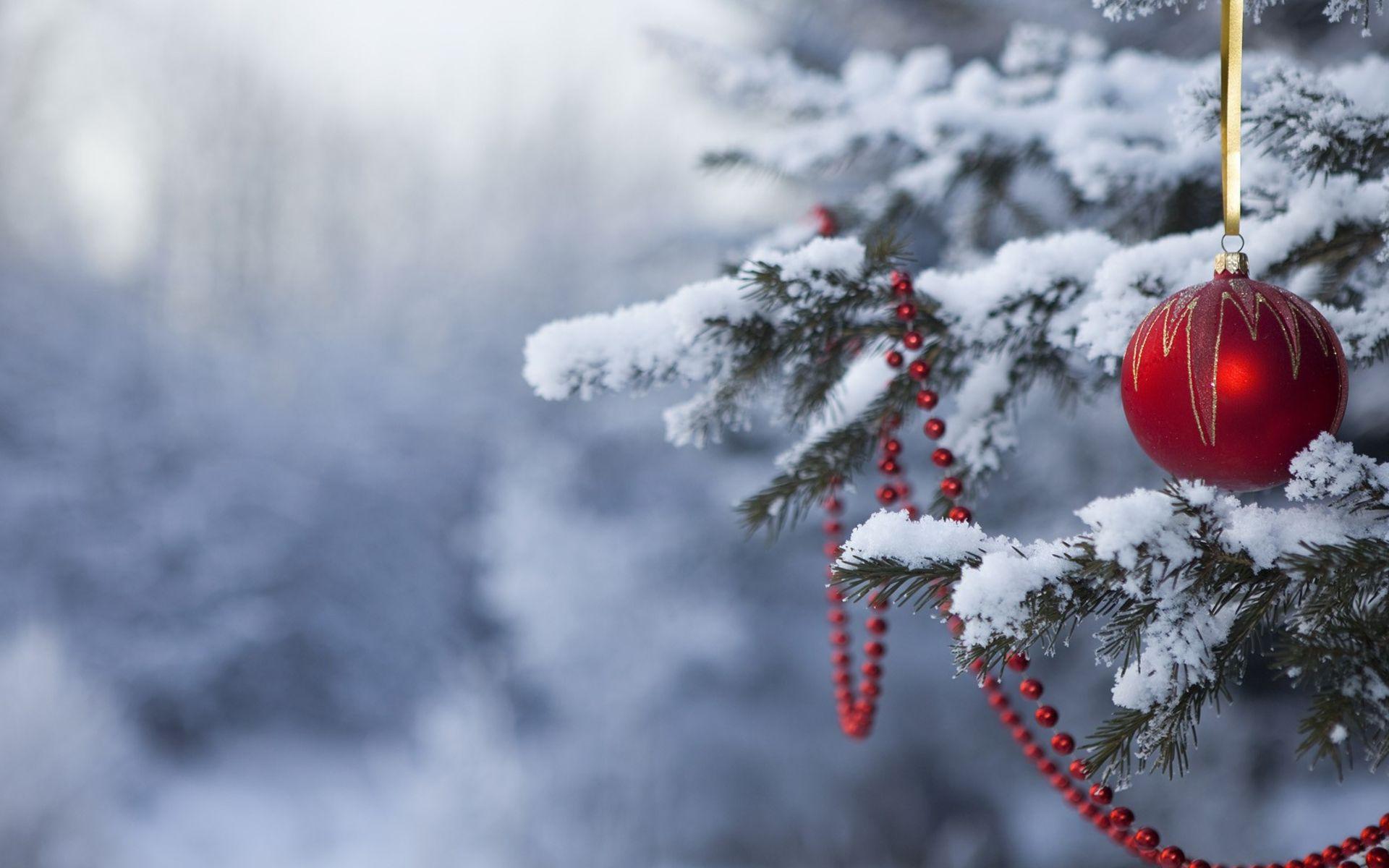 Red Winter Wallpapers Top Free Red Winter Backgrounds WallpaperAccess