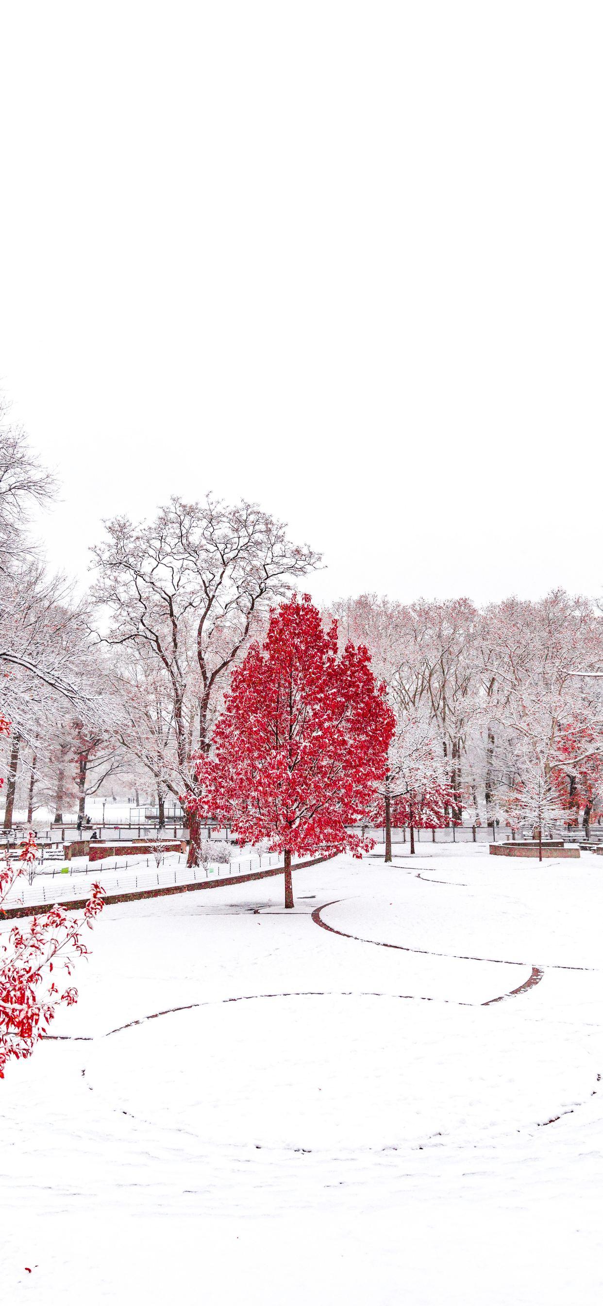 Red Winter Wallpapers Top Free Red Winter Backgrounds WallpaperAccess