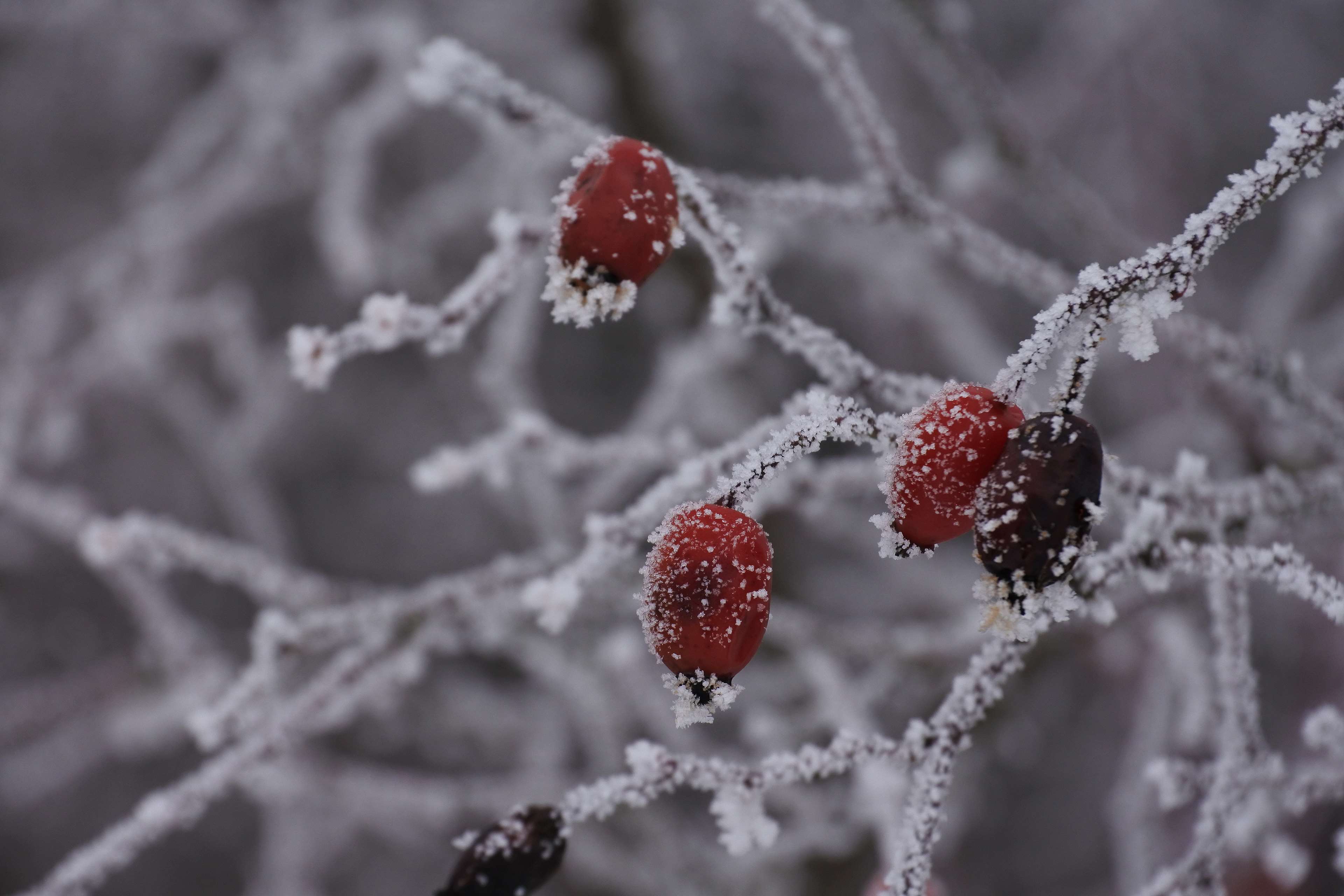 Red Winter Wallpapers Top Free Red Winter Backgrounds WallpaperAccess